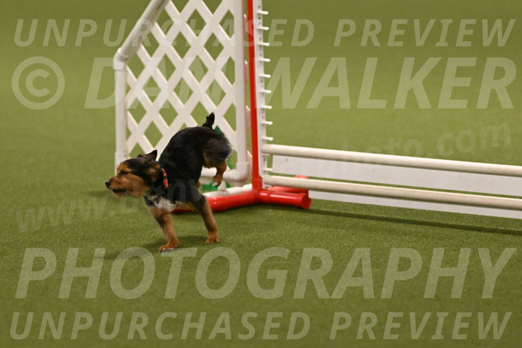 Kash-Kayla-Mickey-10613