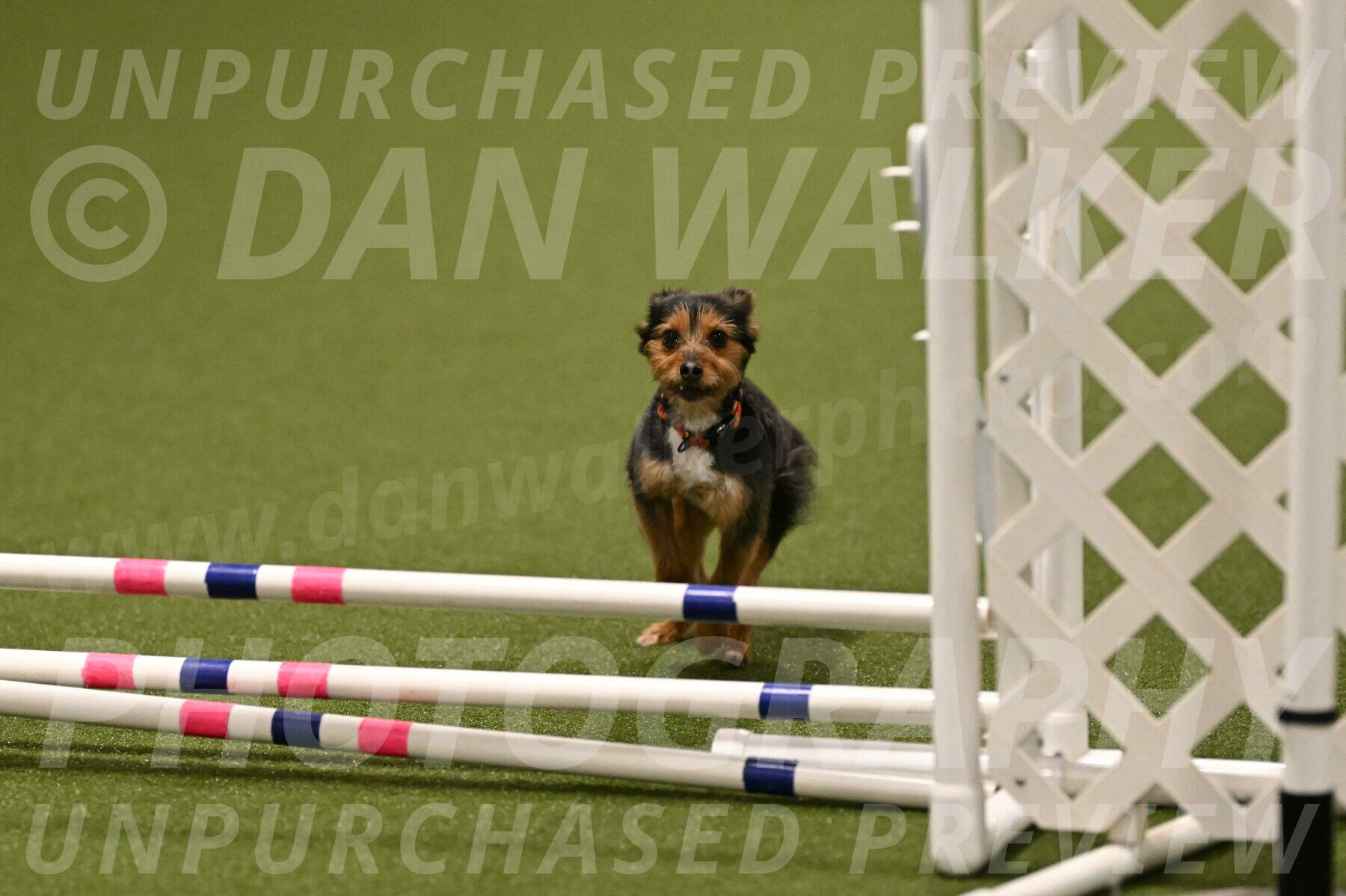 Kash-Kayla-Mickey-10619