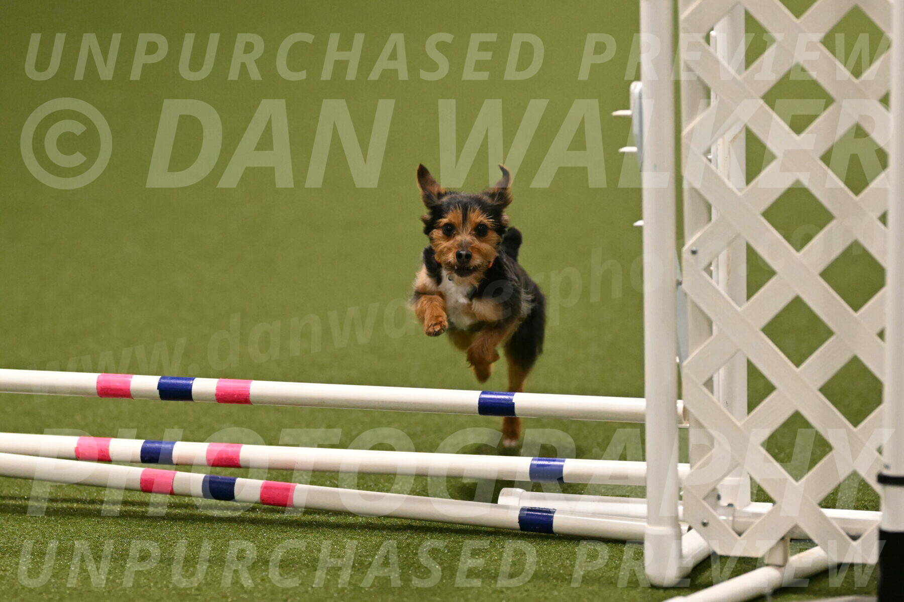 Kash-Kayla-Mickey-10620