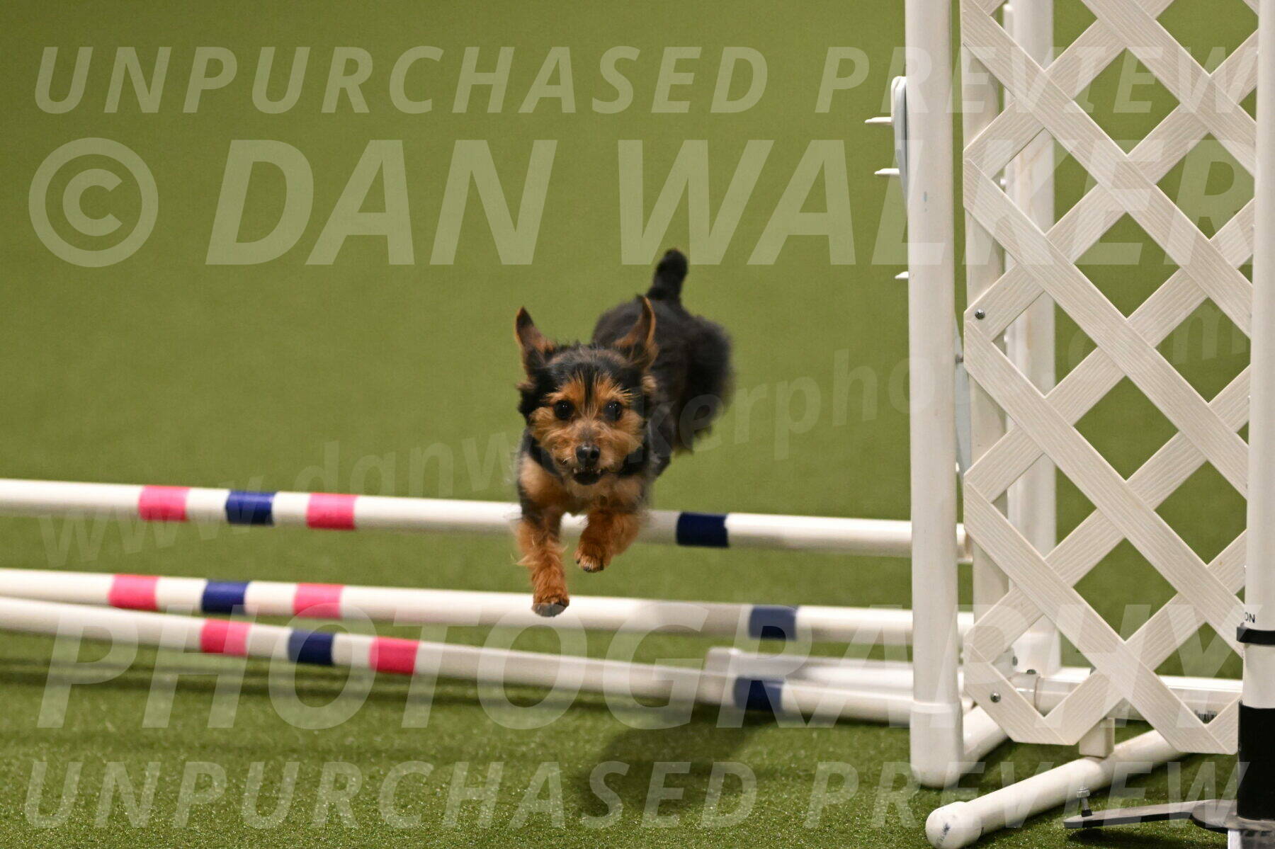 Kash-Kayla-Mickey-10622