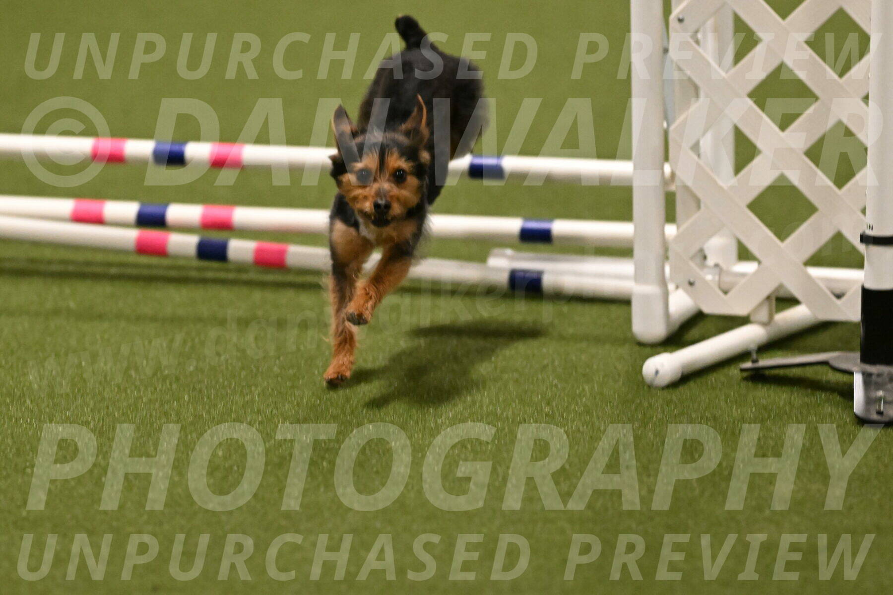 Kash-Kayla-Mickey-10623