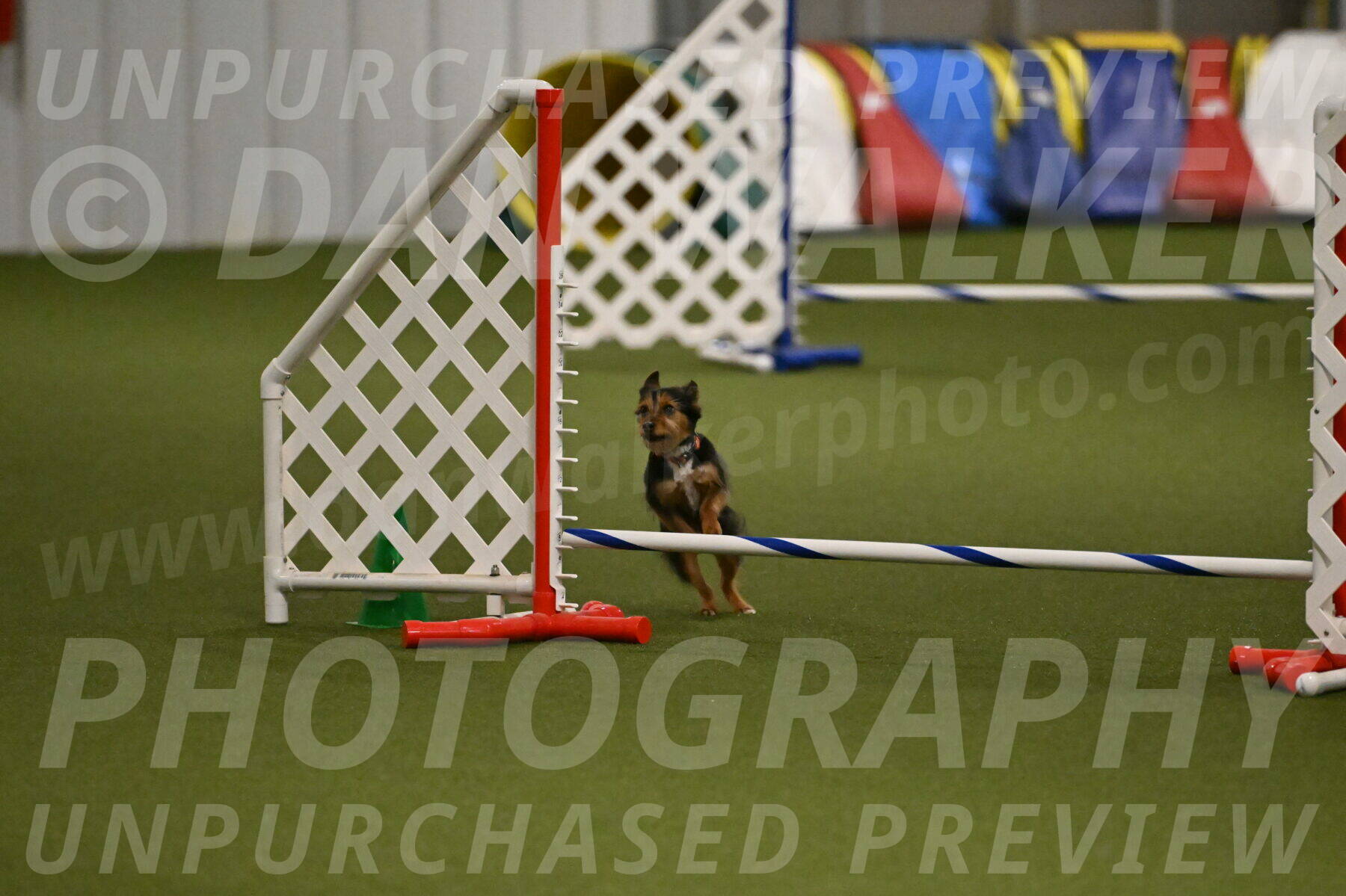 Kash-Kayla-Mickey-10625