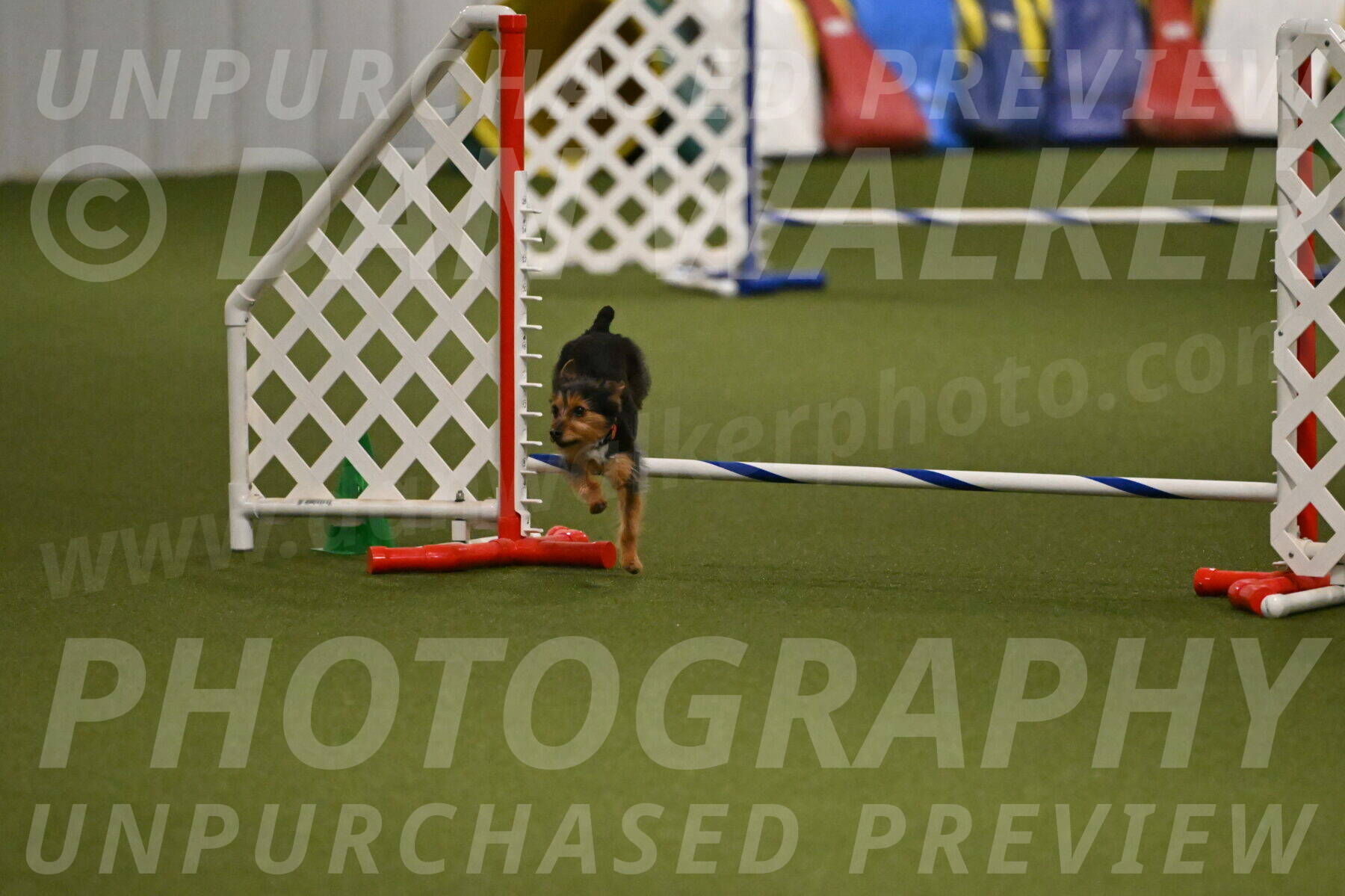 Kash-Kayla-Mickey-10629