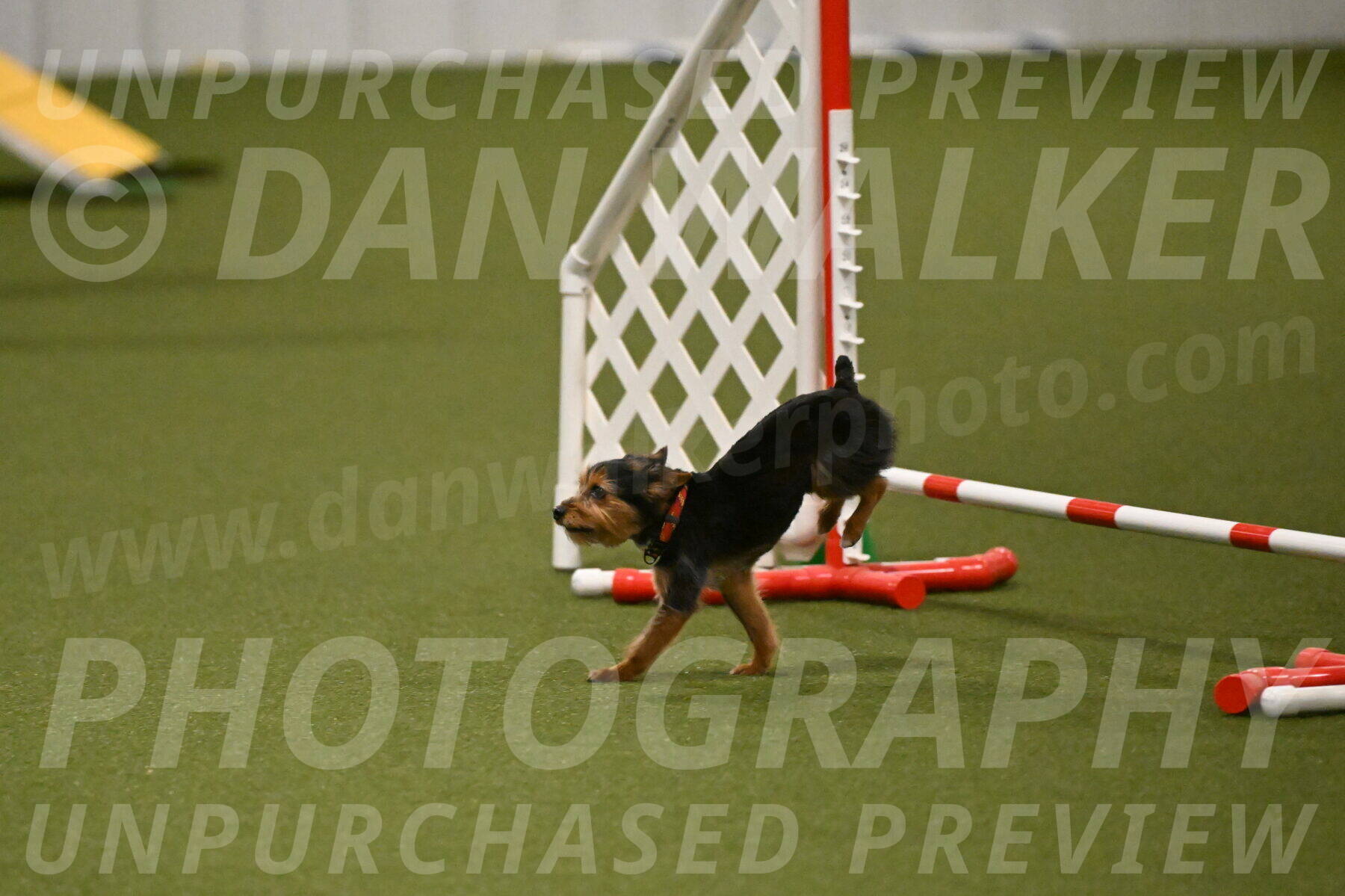 Kash-Kayla-Mickey-10630