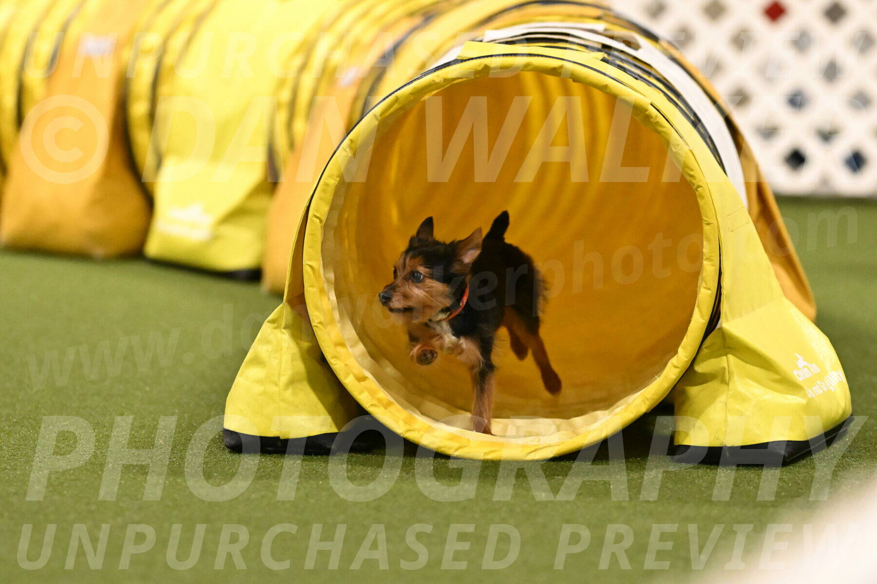 Kash-Kayla-Mickey-10632