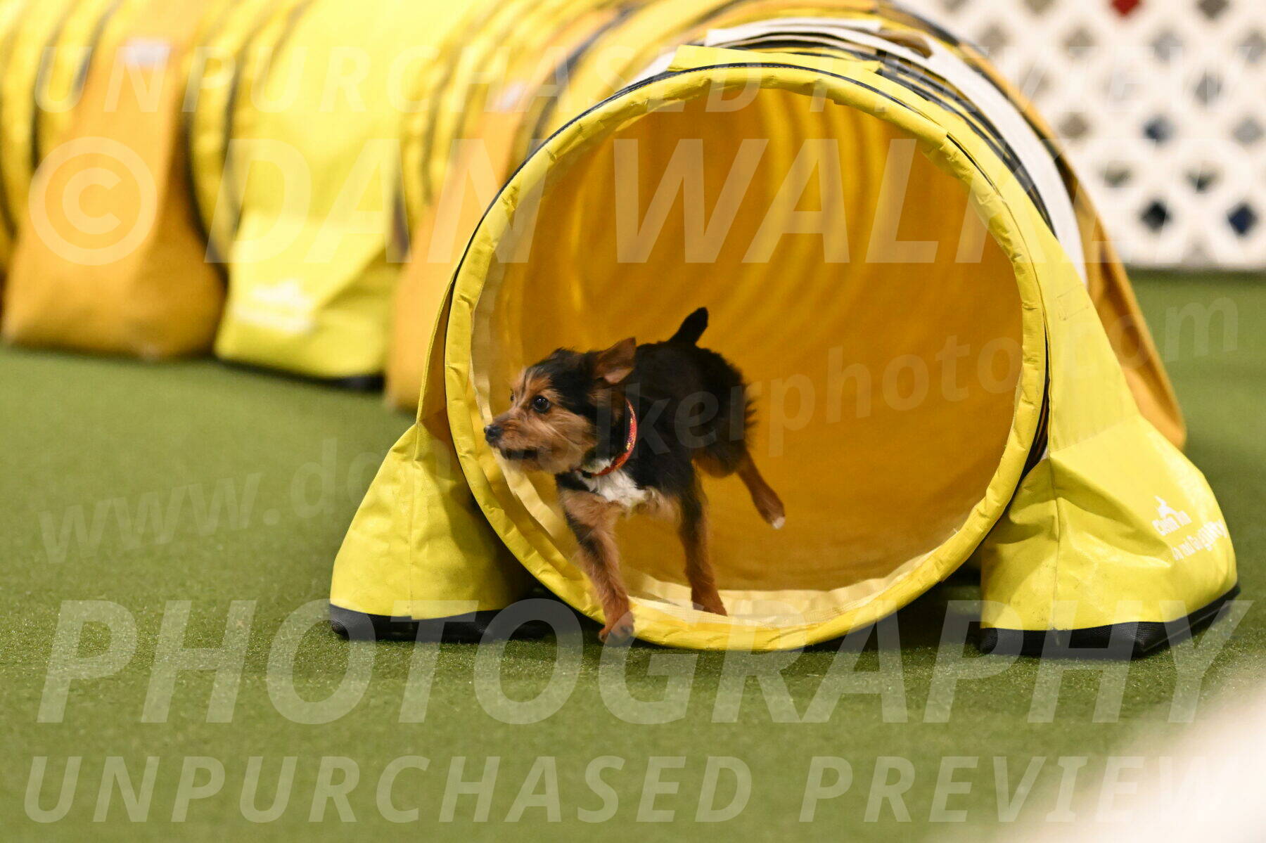 Kash-Kayla-Mickey-10633