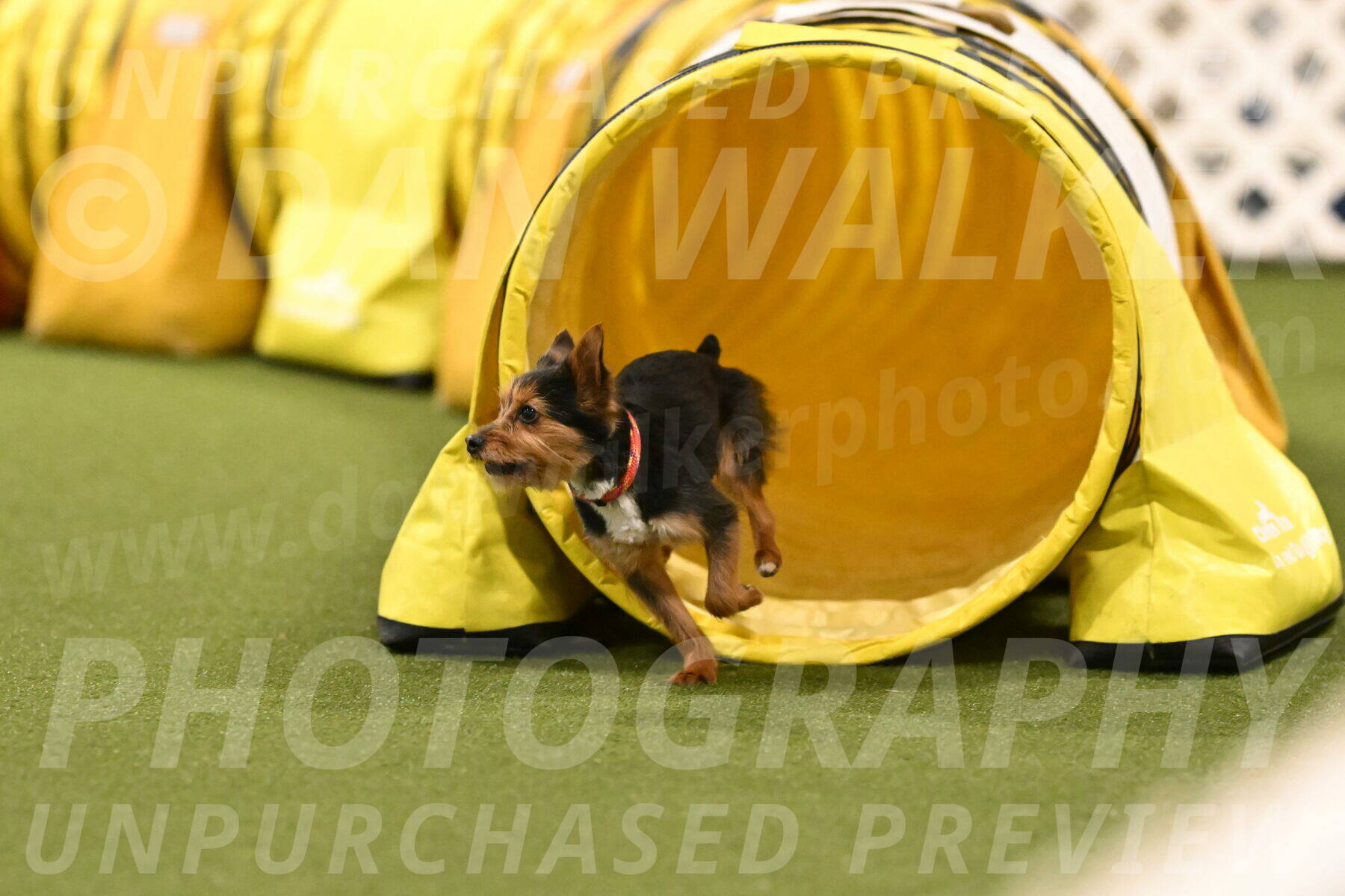 Kash-Kayla-Mickey-10634