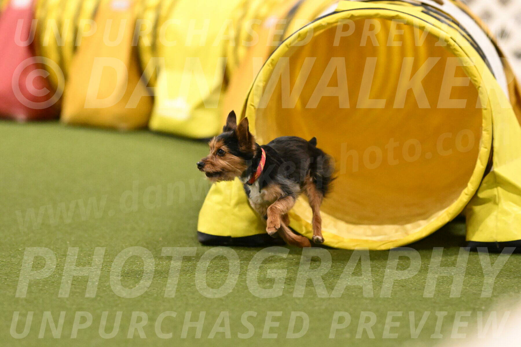 Kash-Kayla-Mickey-10635