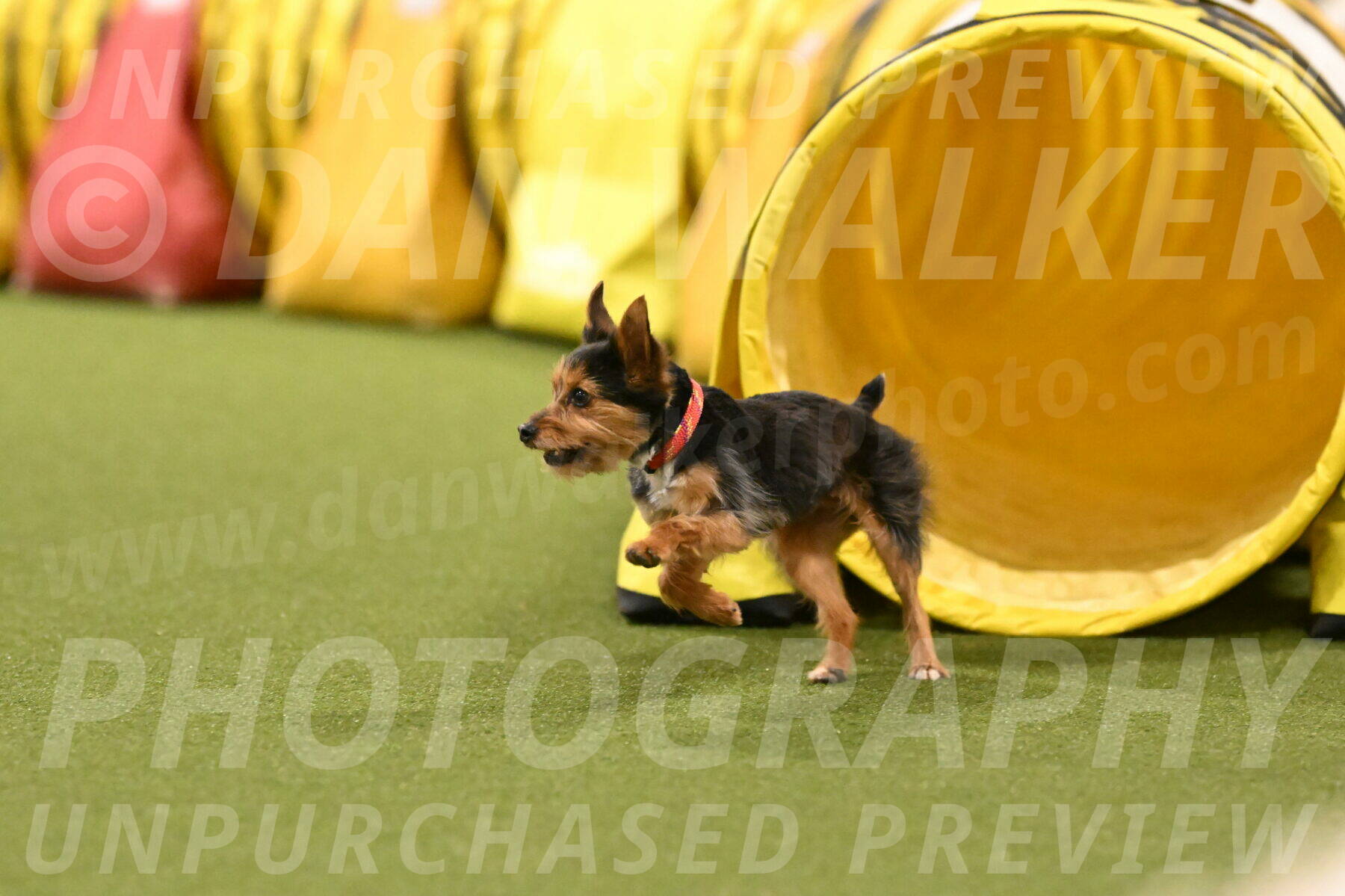 Kash-Kayla-Mickey-10636