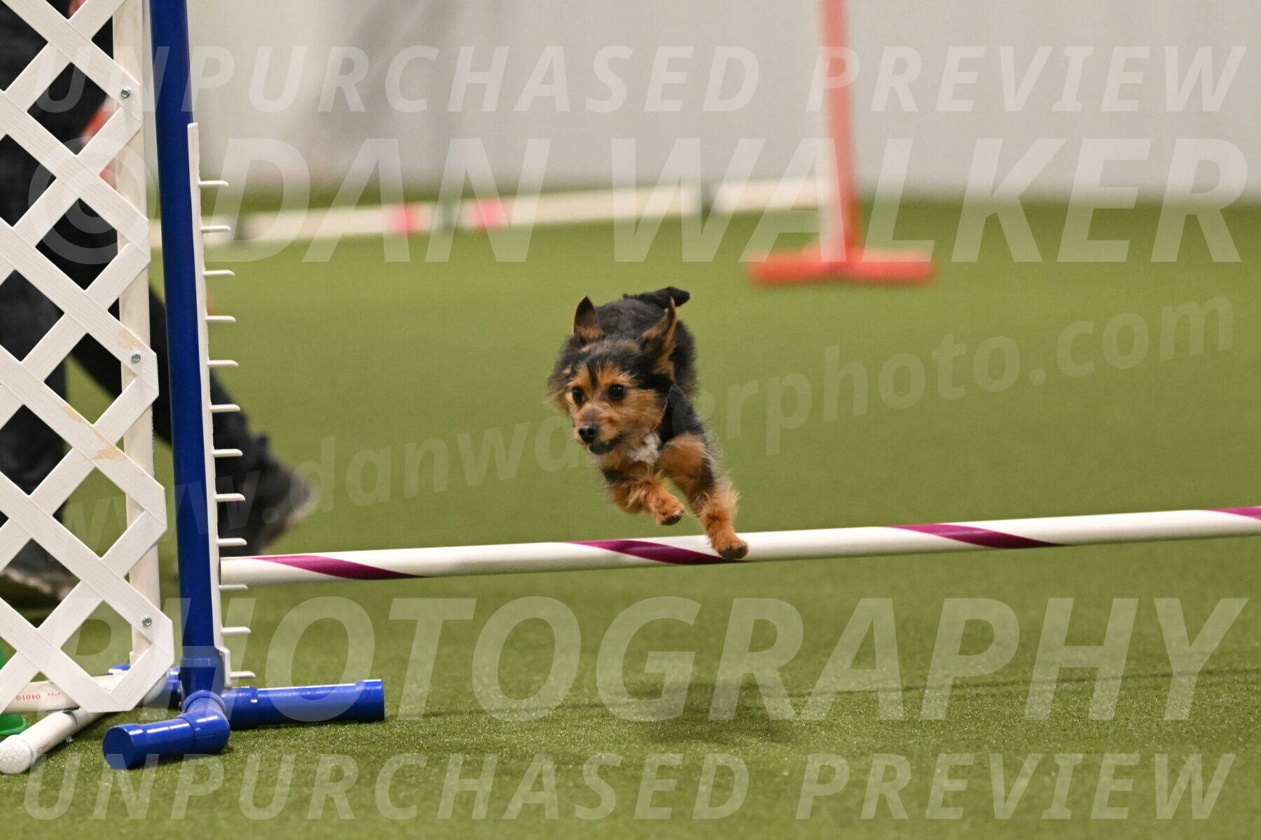 Kash-Kayla-Mickey-10640