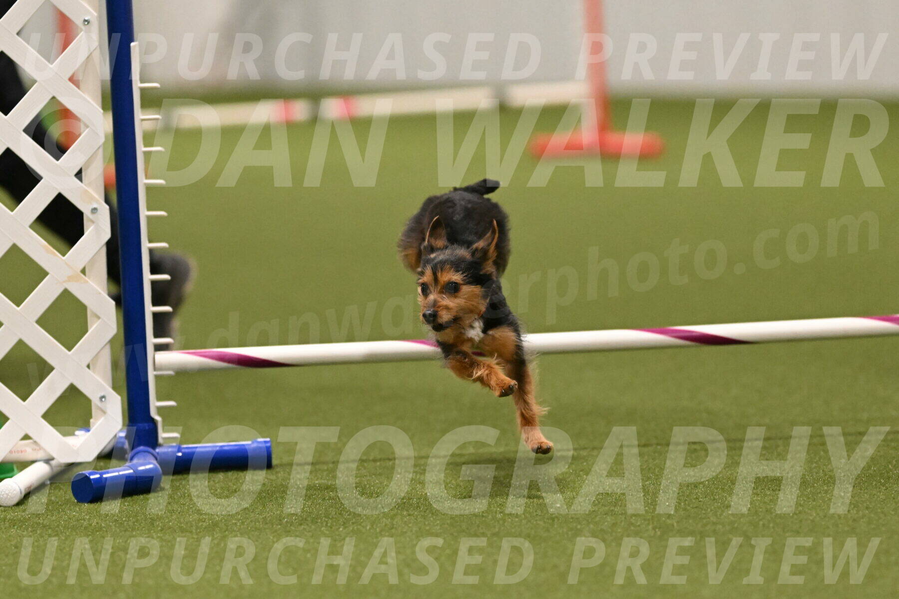 Kash-Kayla-Mickey-10641