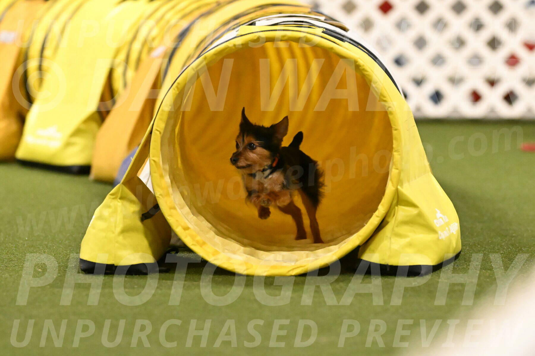 Kash-Kayla-Mickey-10645