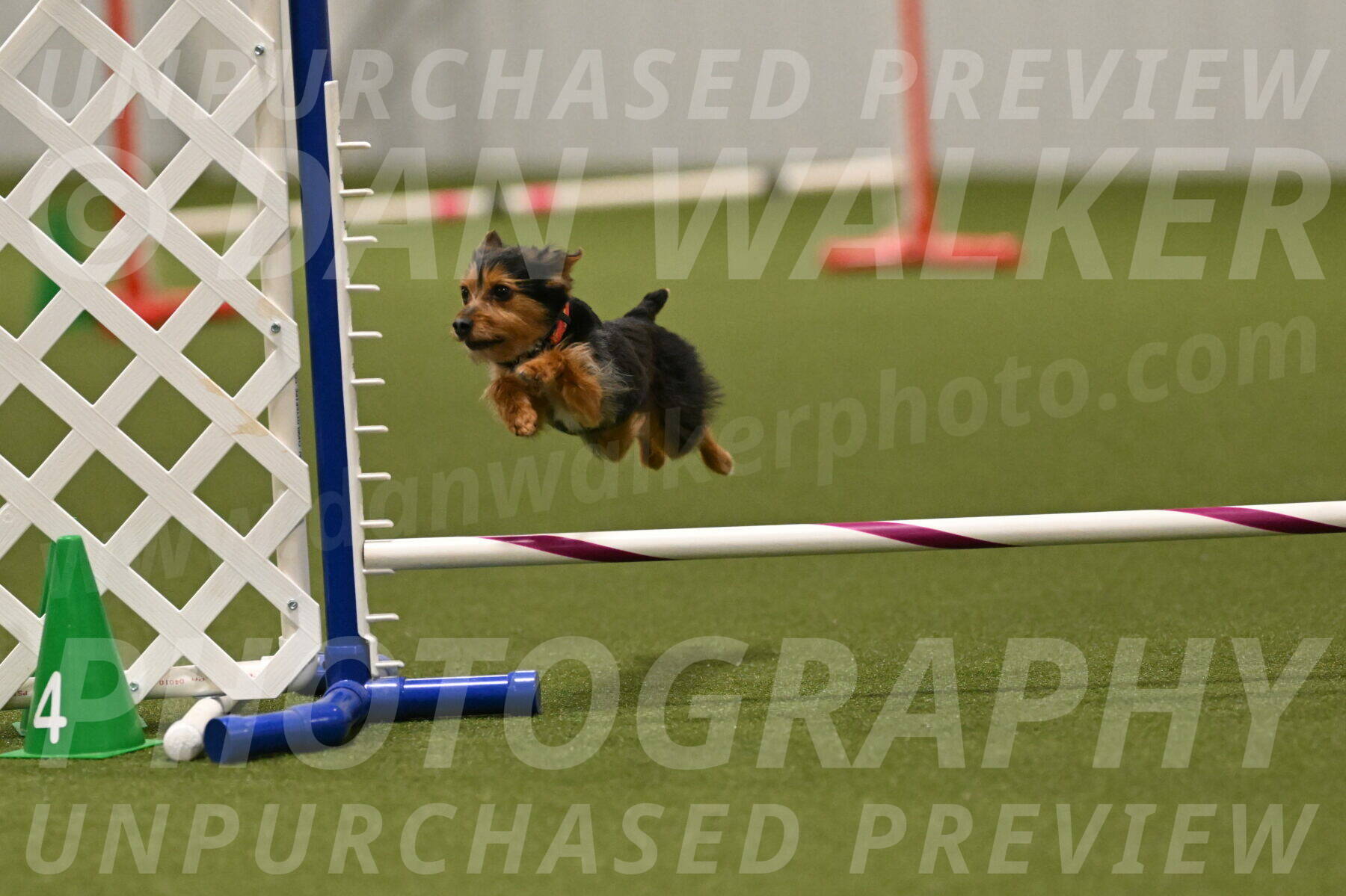 Kash-Kayla-Mickey-10648