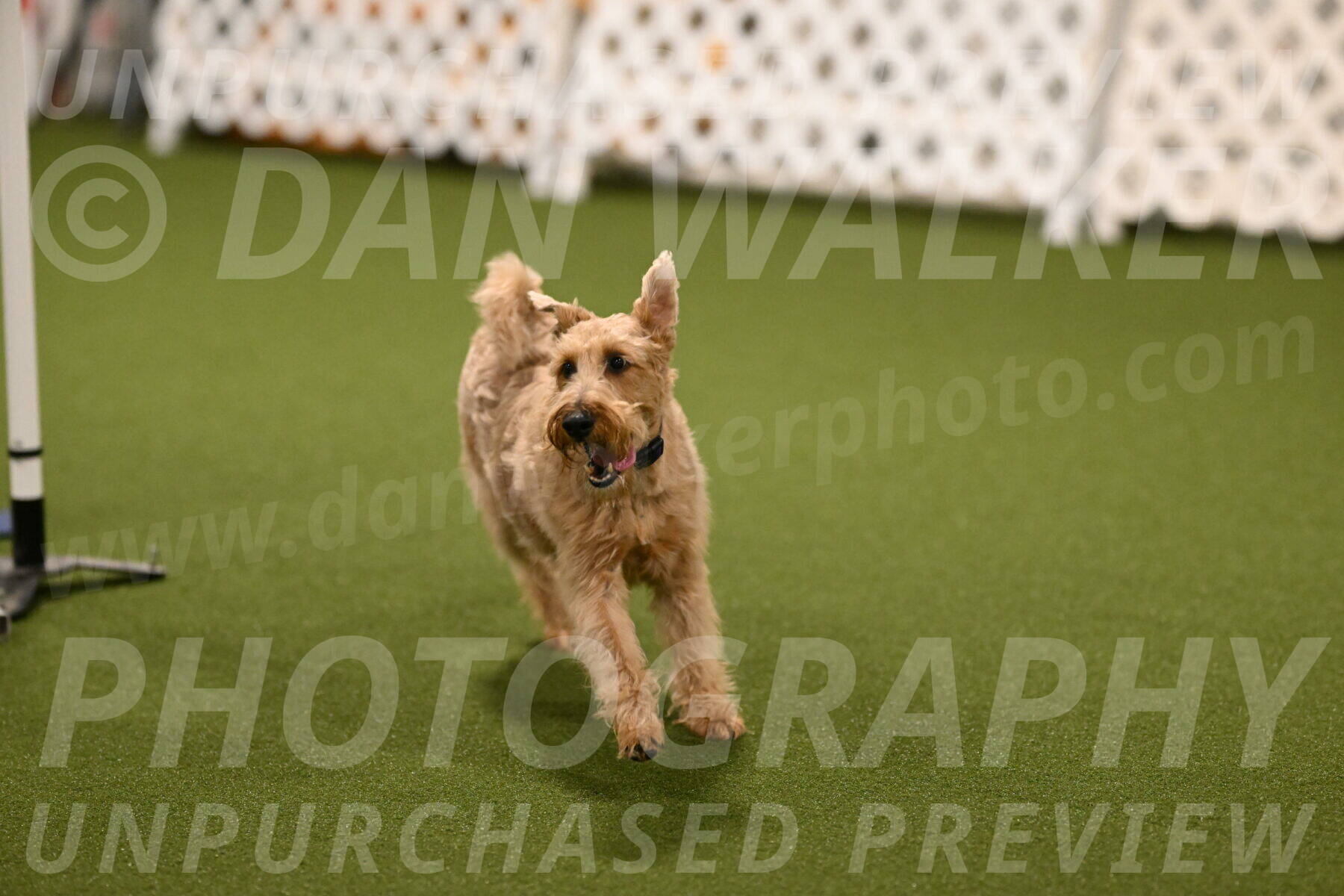 Keegan-Andrea-Ralles-05774