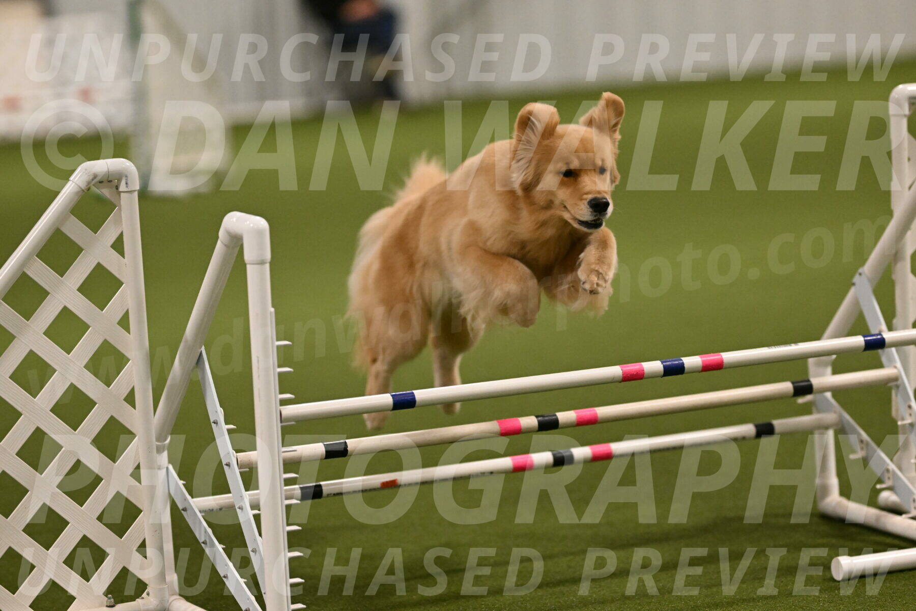 Kelly-Peggy-Abrams-06437