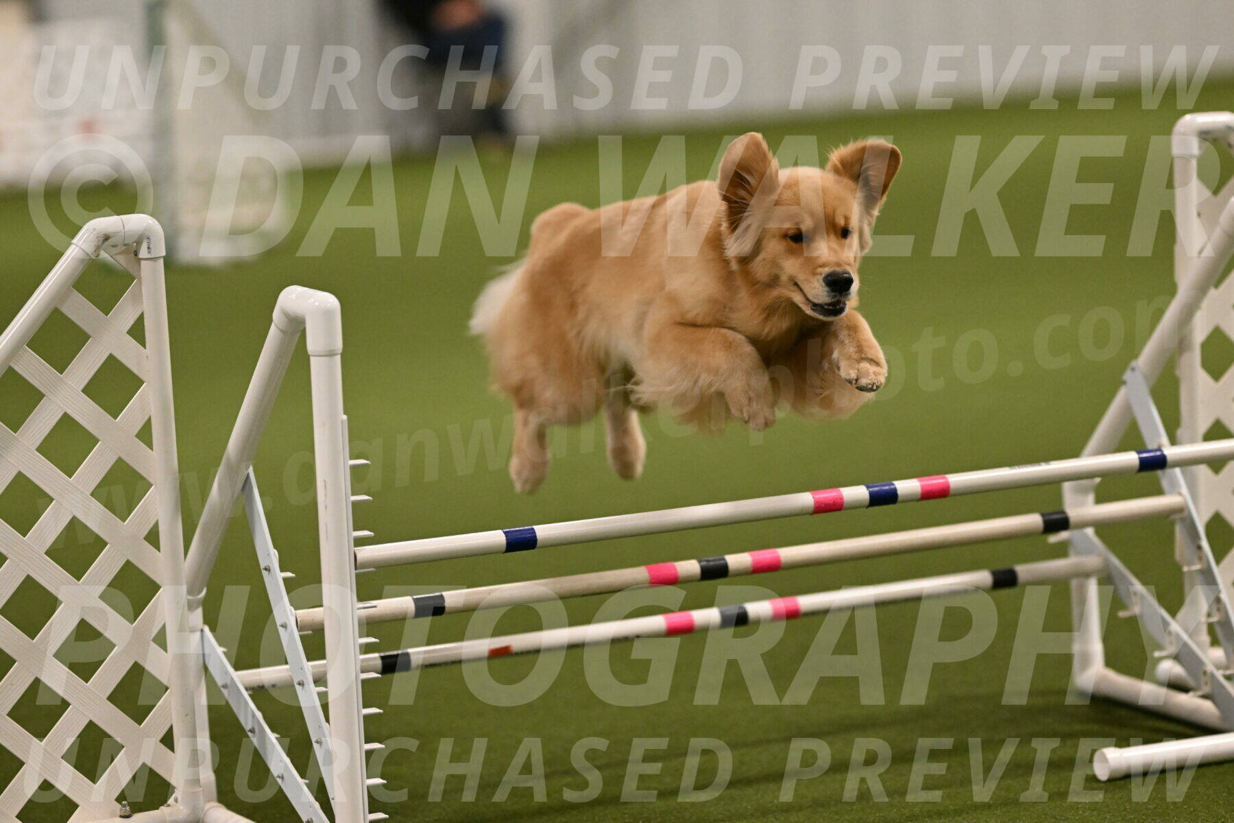 Kelly-Peggy-Abrams-06438