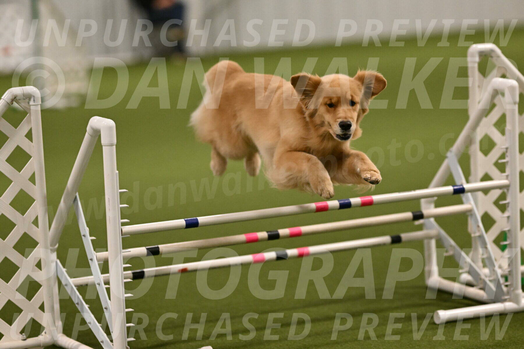 Kelly-Peggy-Abrams-06439