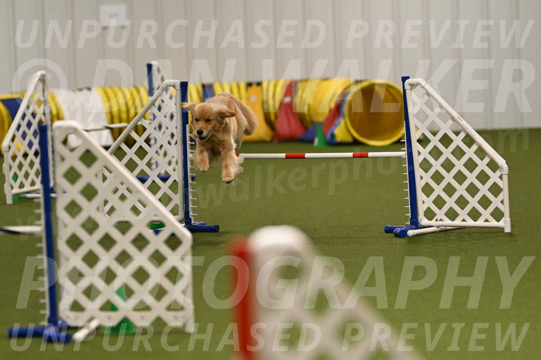 Kelly-Peggy-Abrams-06446