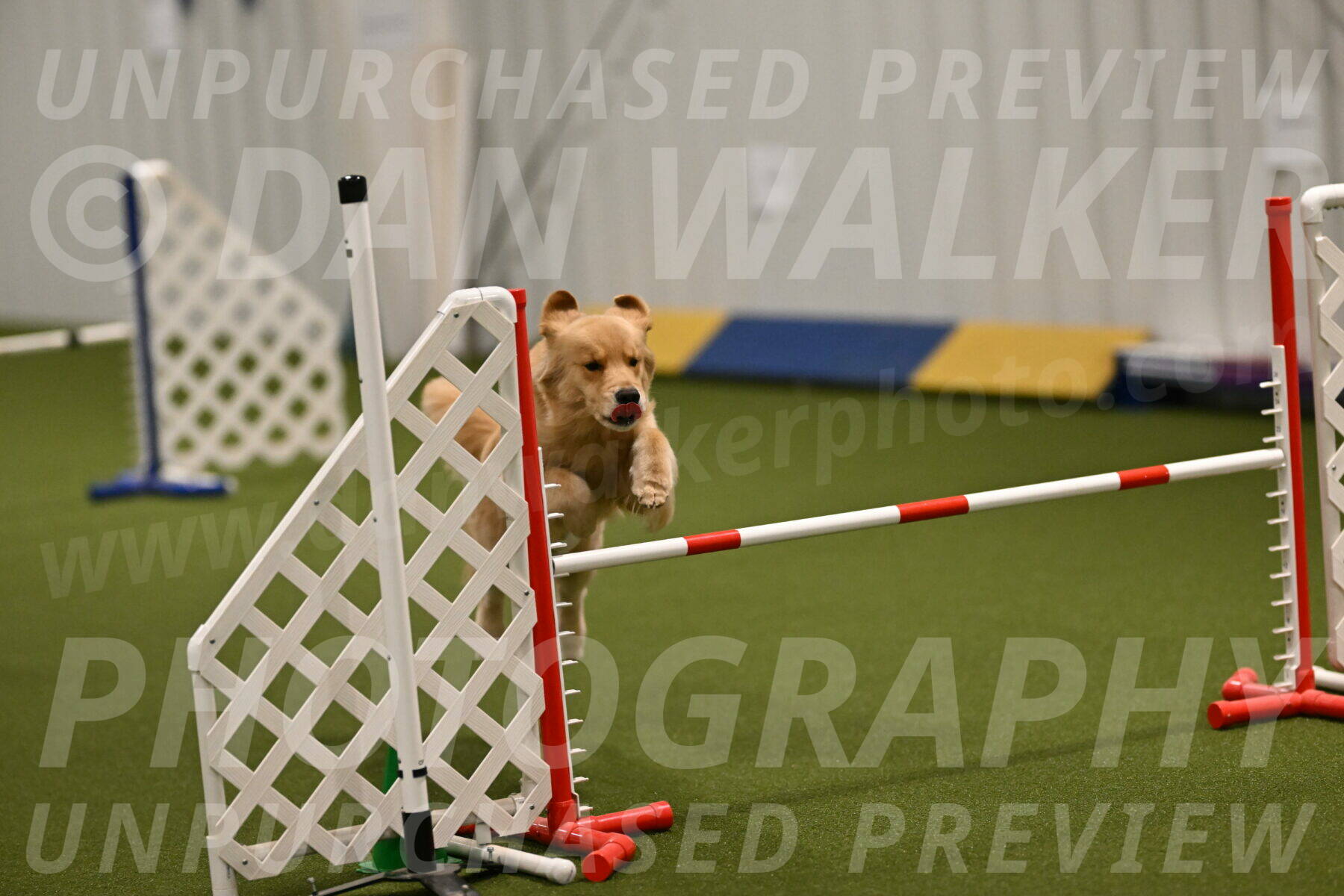 Kelly-Peggy-Abrams-06453