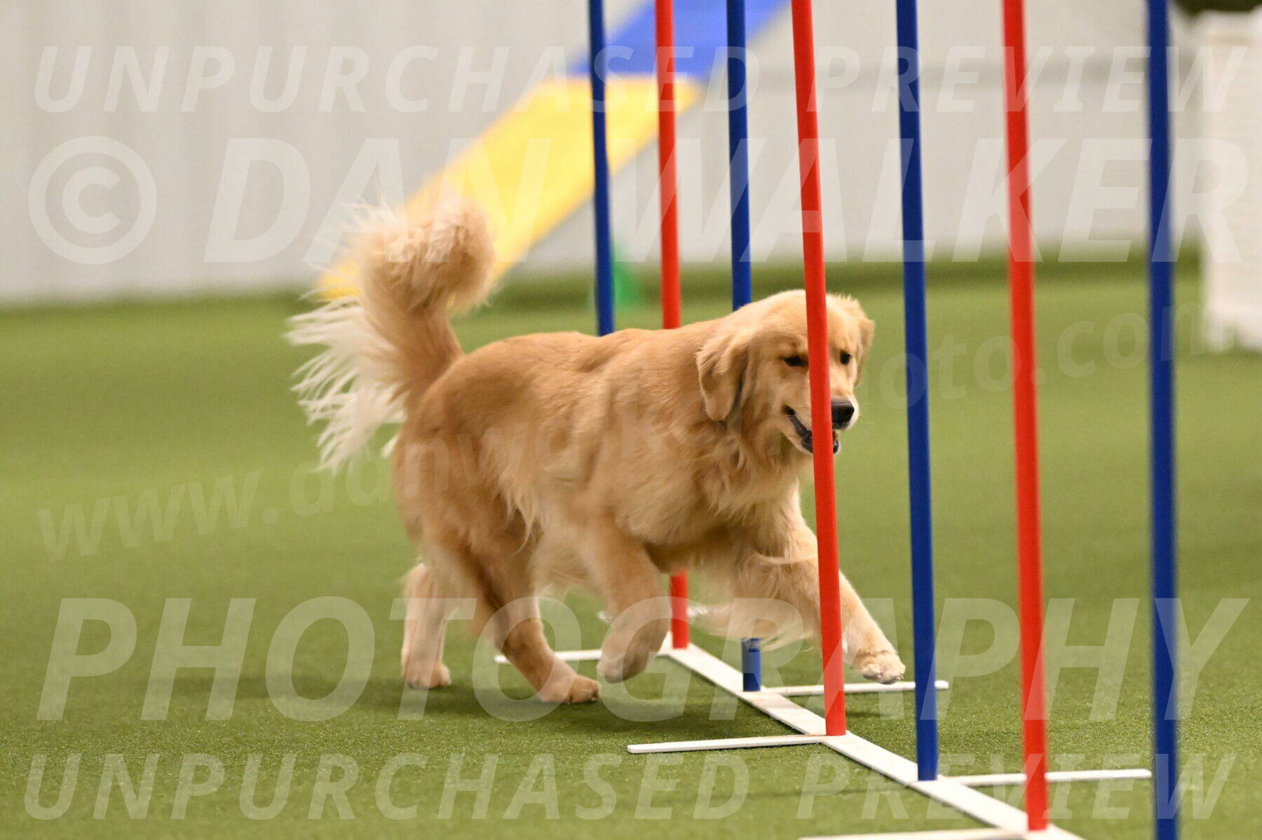 Kelly-Peggy-Abrams-06468