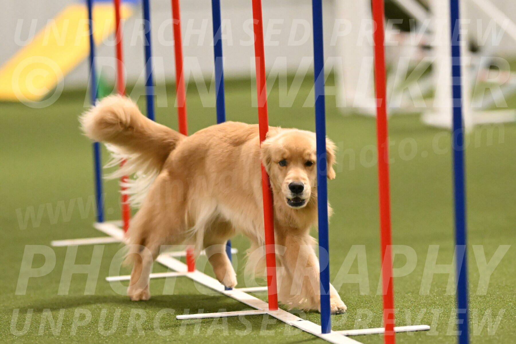 Kelly-Peggy-Abrams-06472