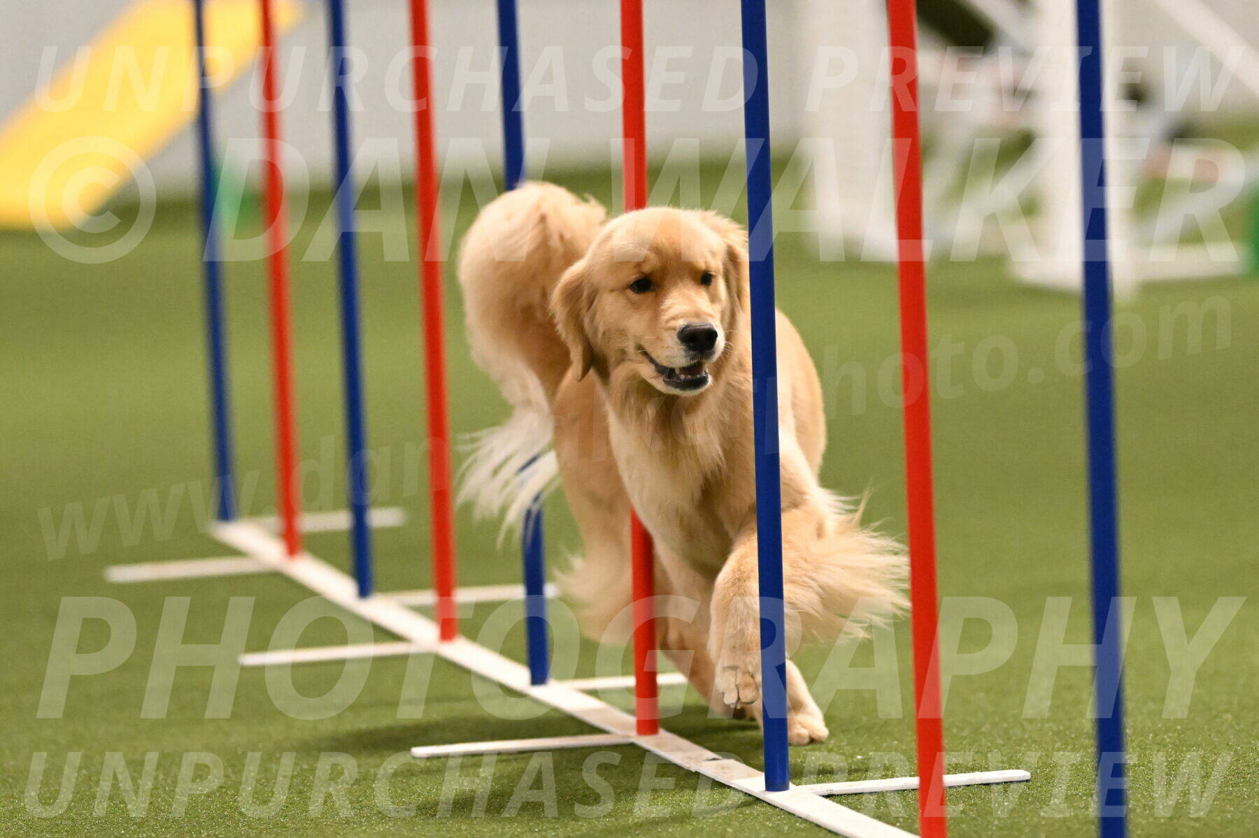 Kelly-Peggy-Abrams-06473