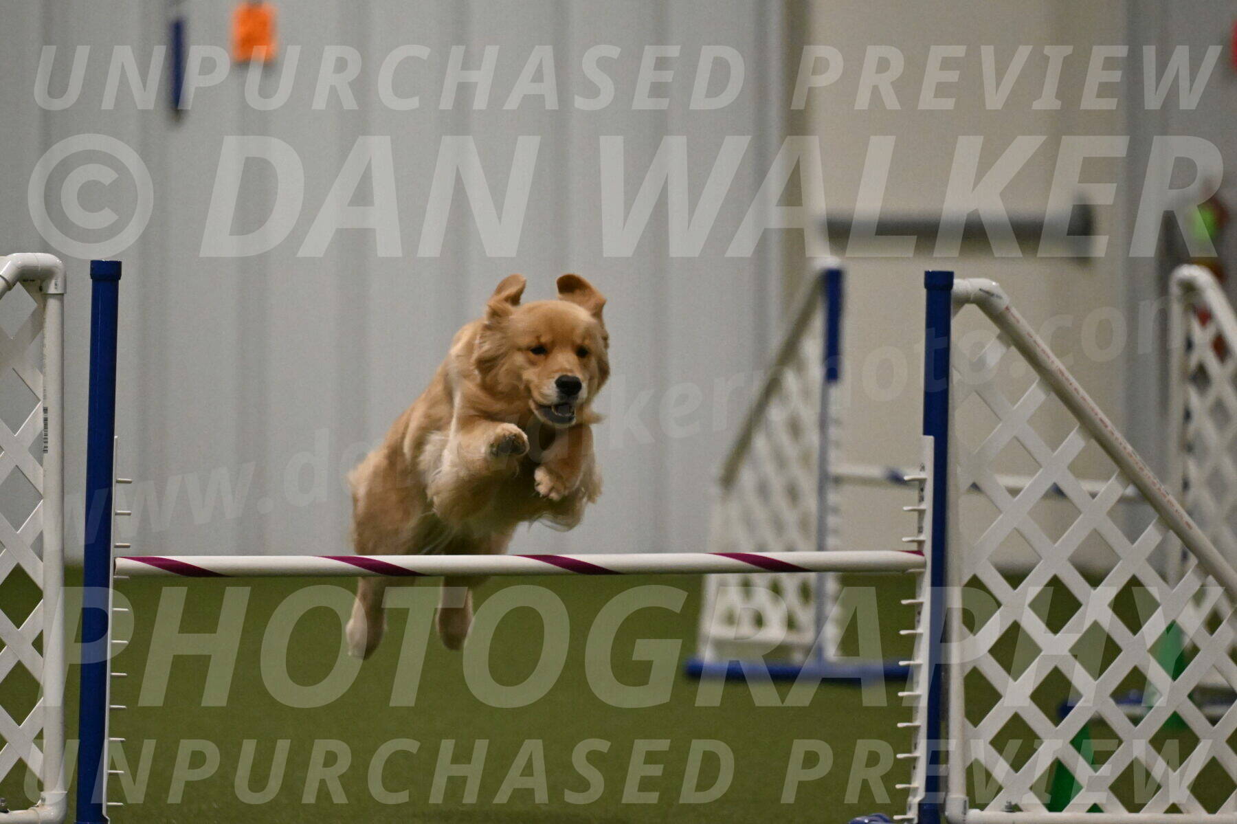 Kelly-Peggy-Abrams-06483