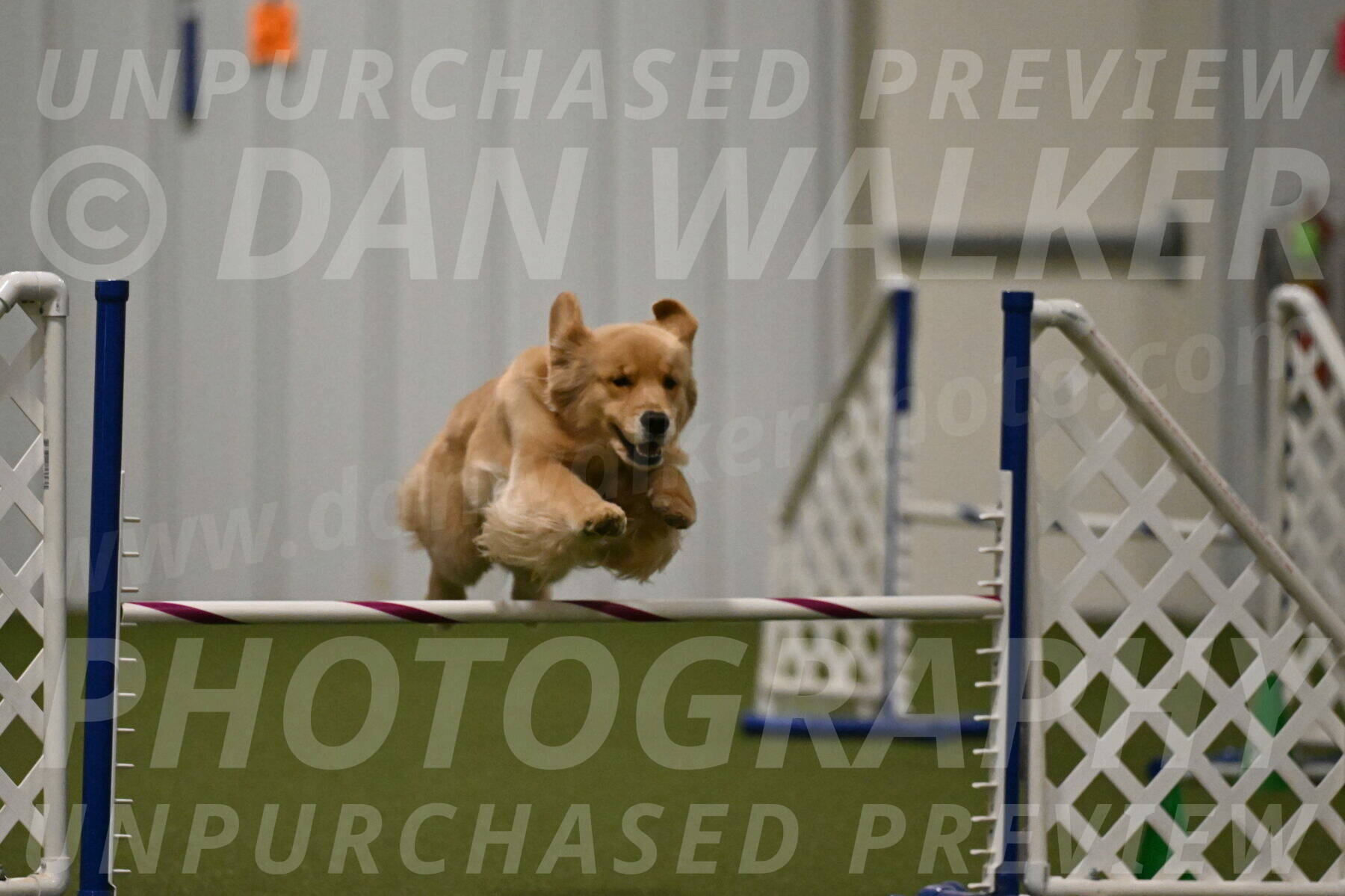 Kelly-Peggy-Abrams-06484