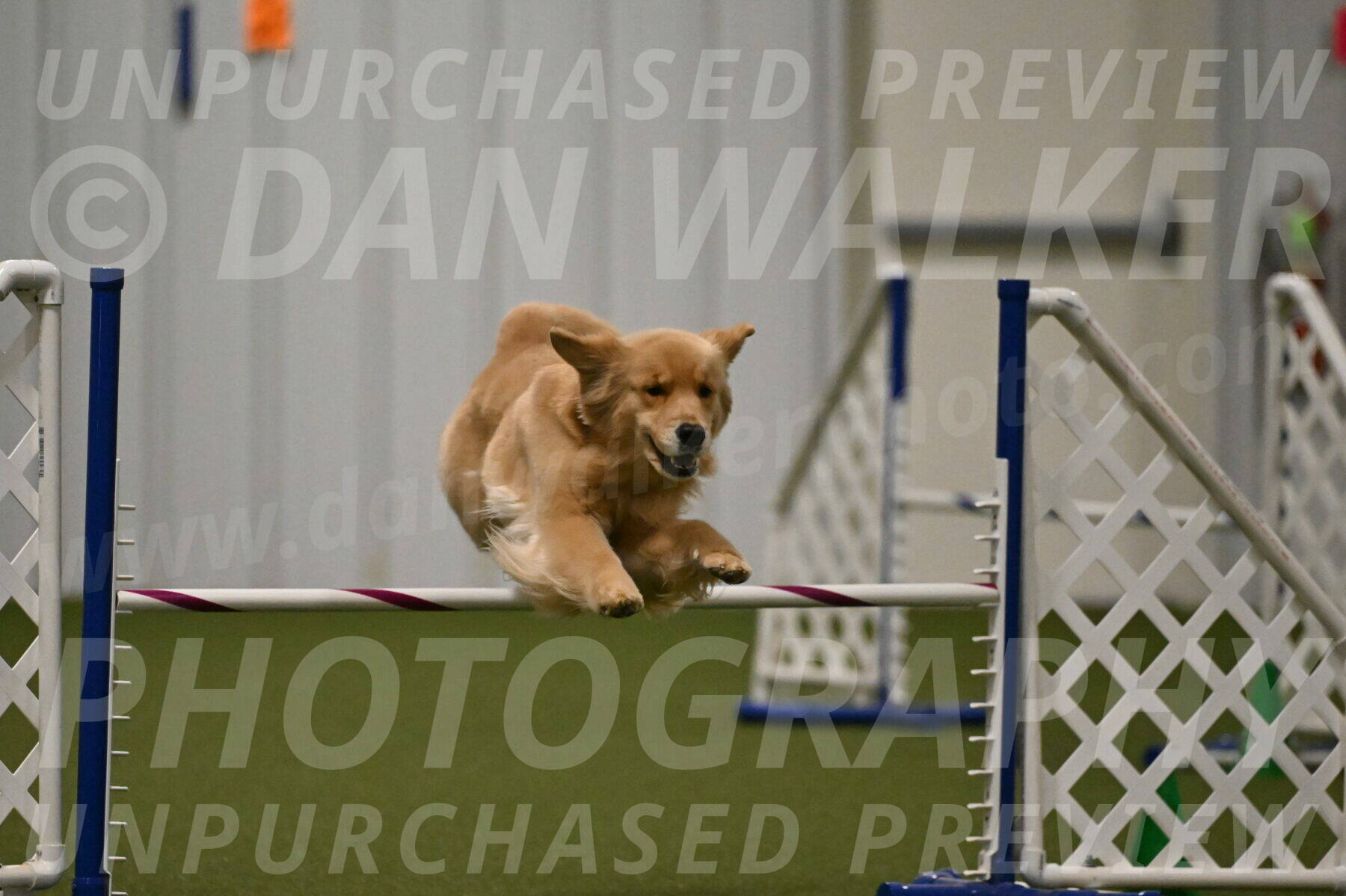 Kelly-Peggy-Abrams-06485