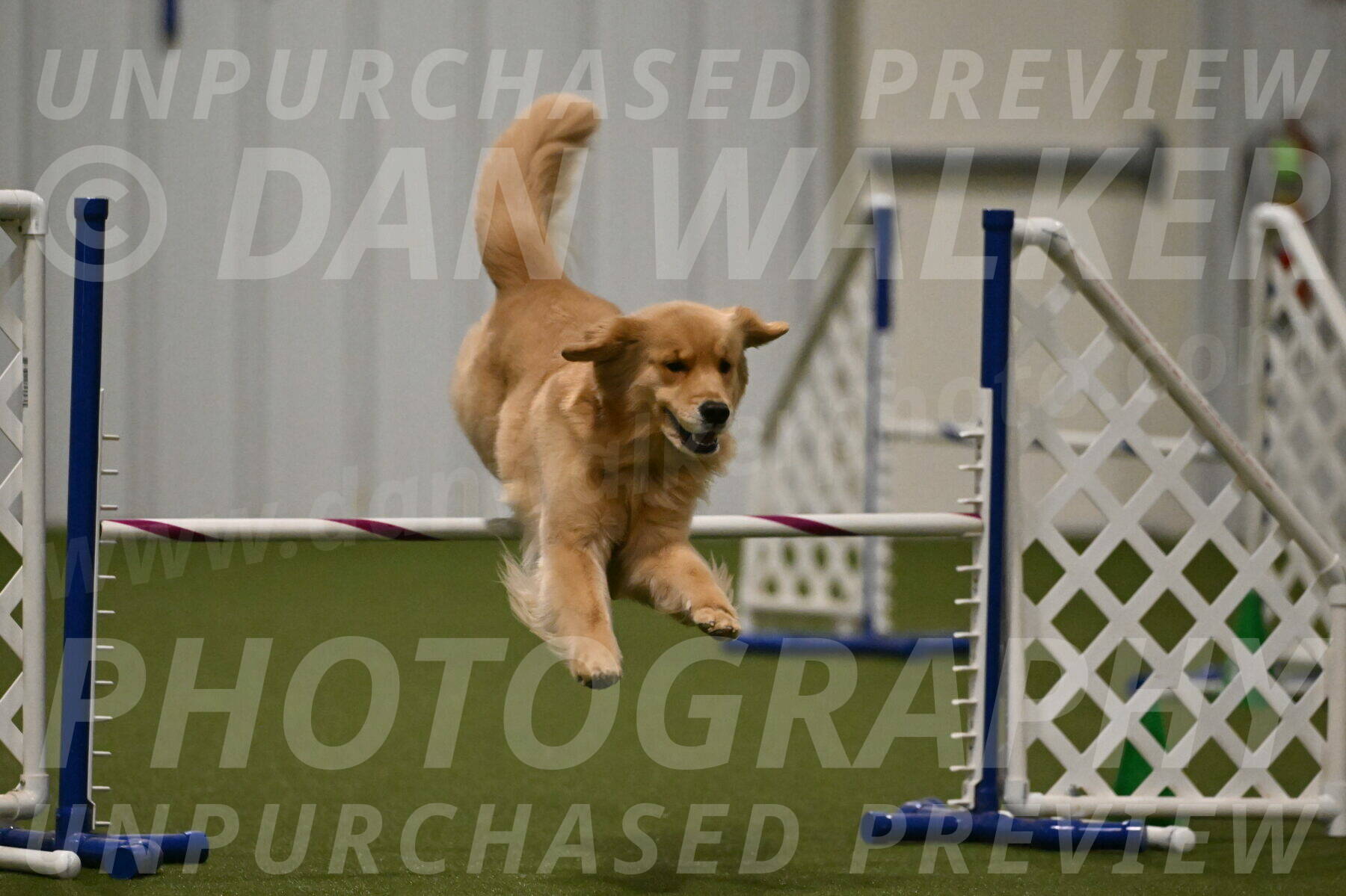 Kelly-Peggy-Abrams-06486