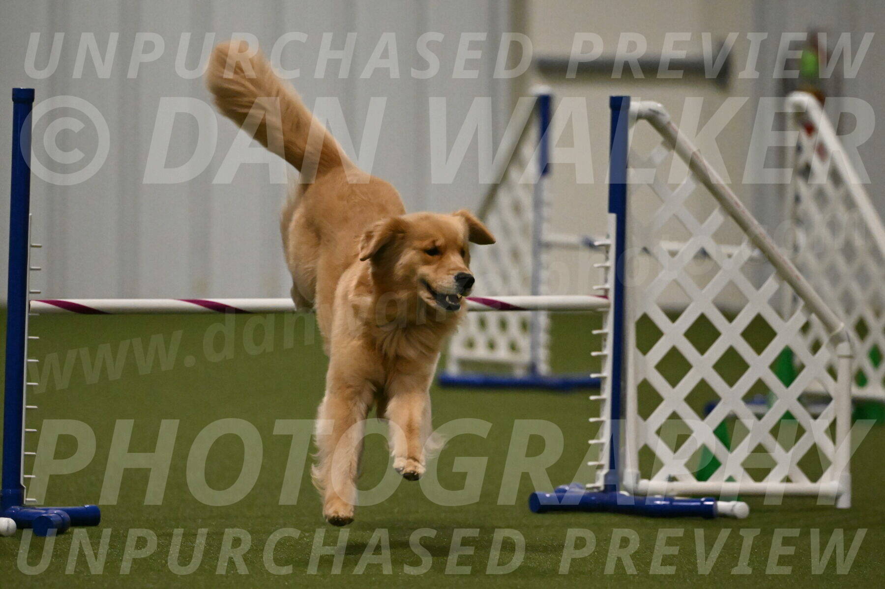 Kelly-Peggy-Abrams-06487