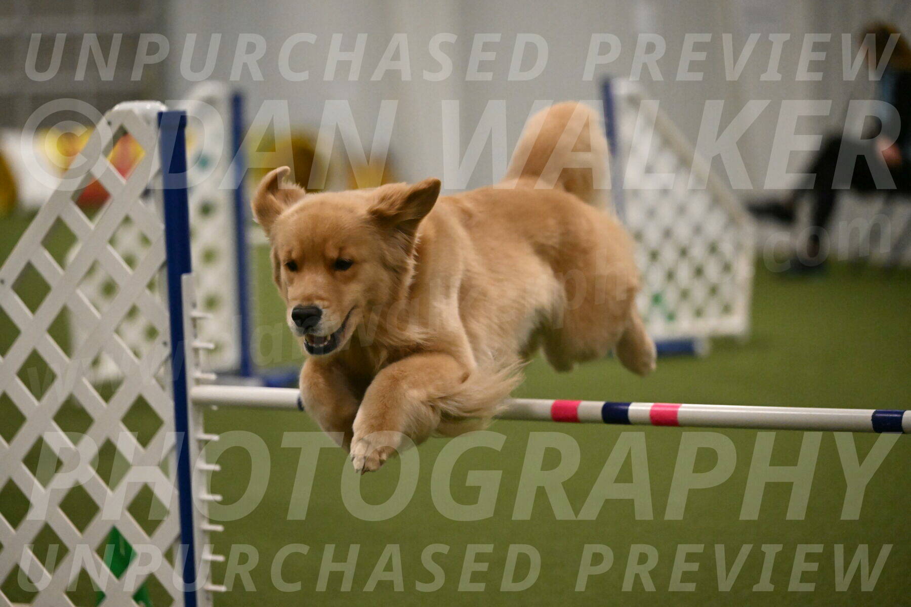 Kelly-Peggy-Abrams-06492