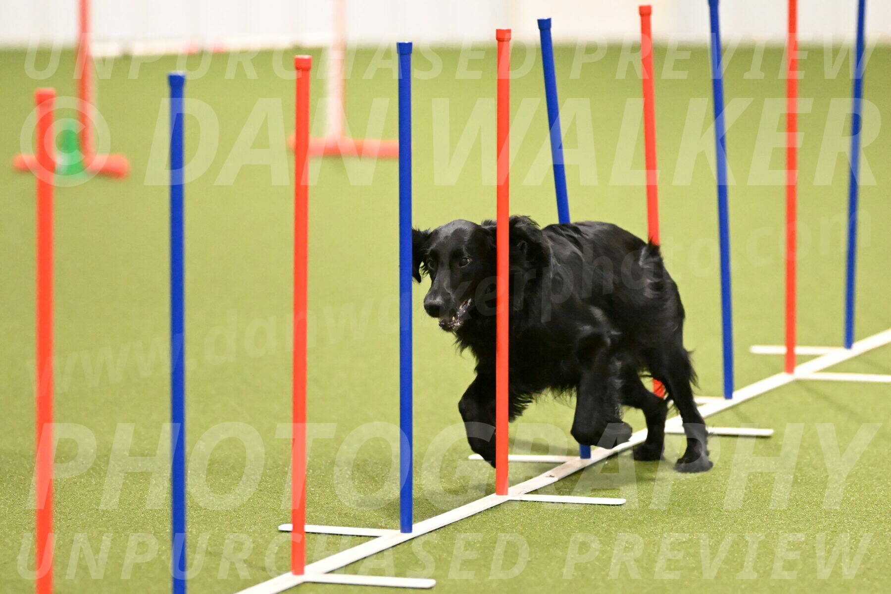 Kevin-Toni-Fern-10193