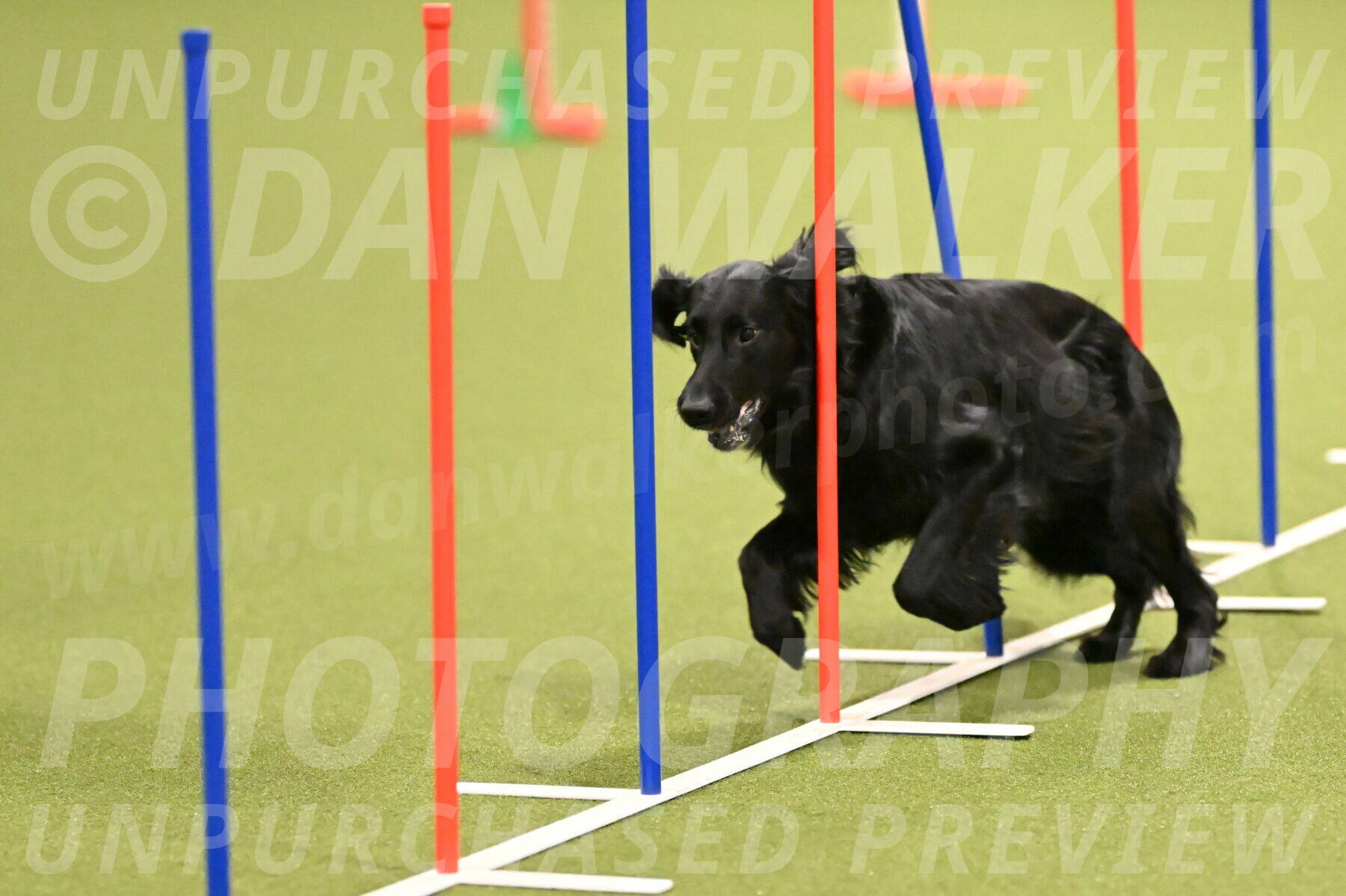 Kevin-Toni-Fern-10194