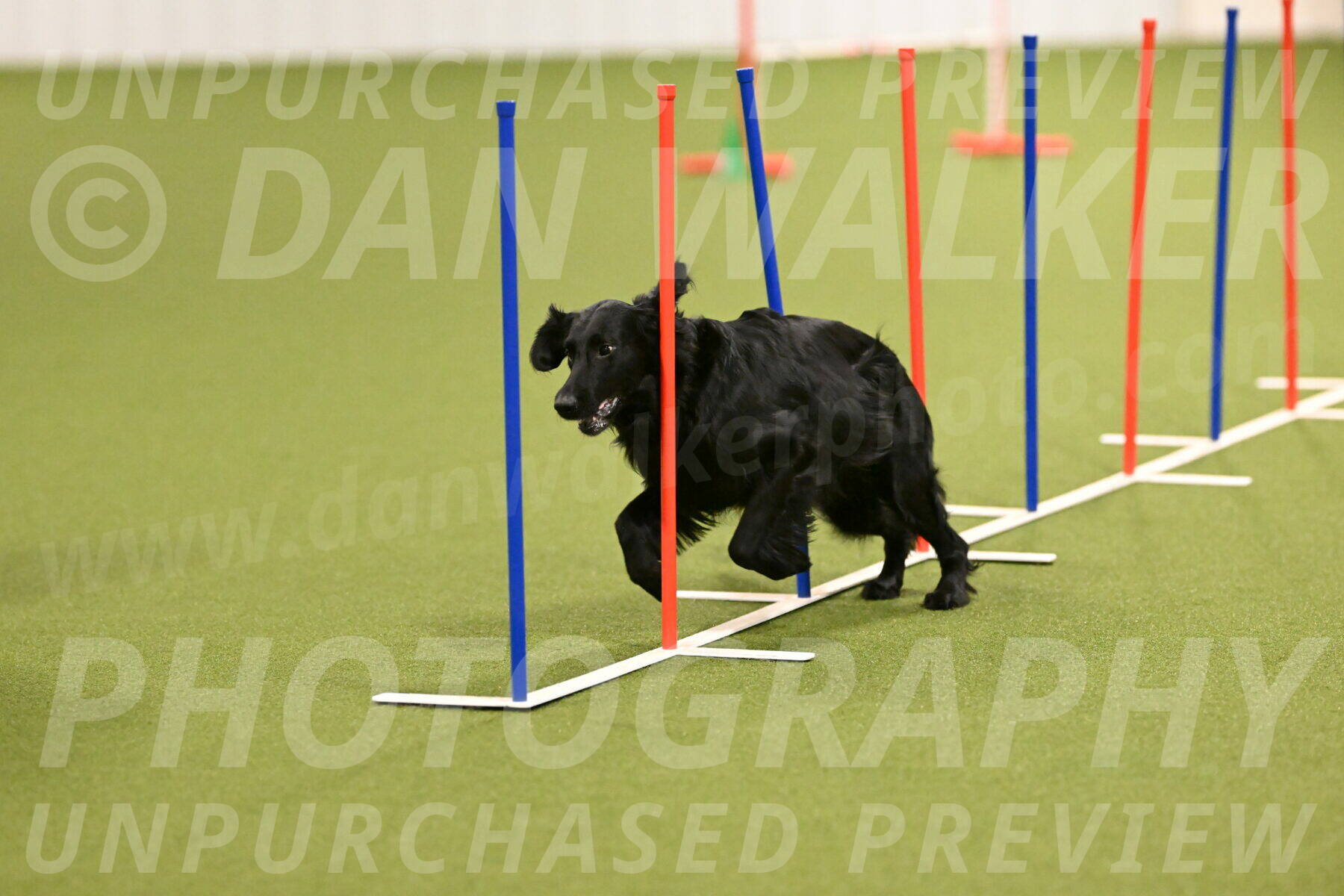 Kevin-Toni-Fern-10195