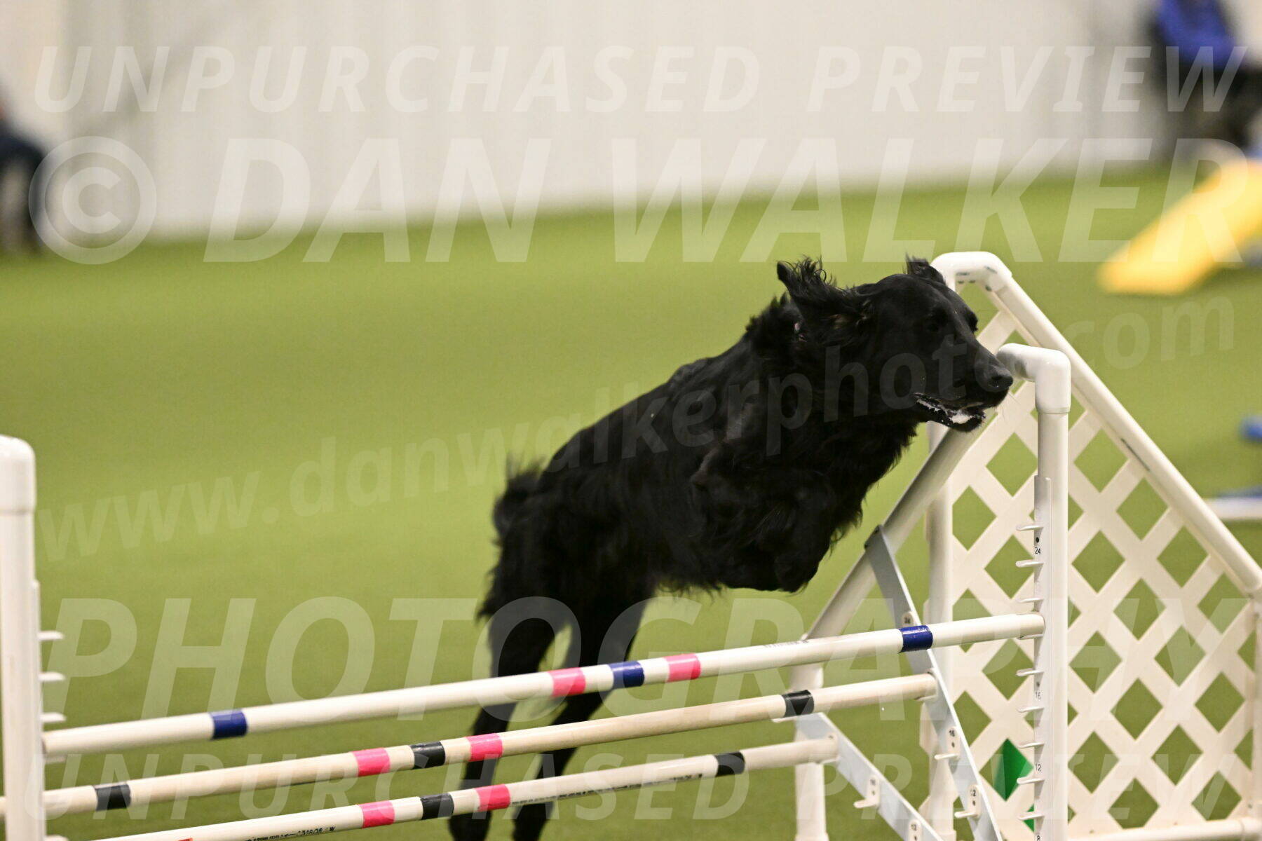 Kevin-Toni-Fern-10197