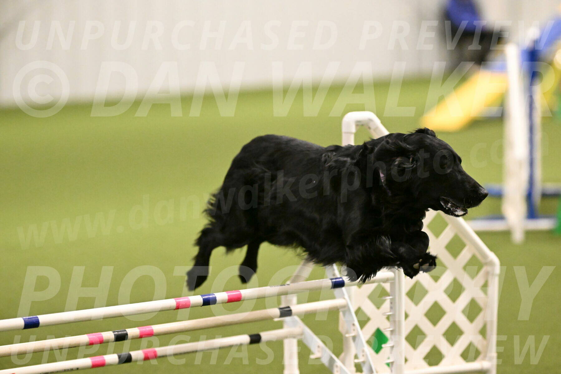 Kevin-Toni-Fern-10199