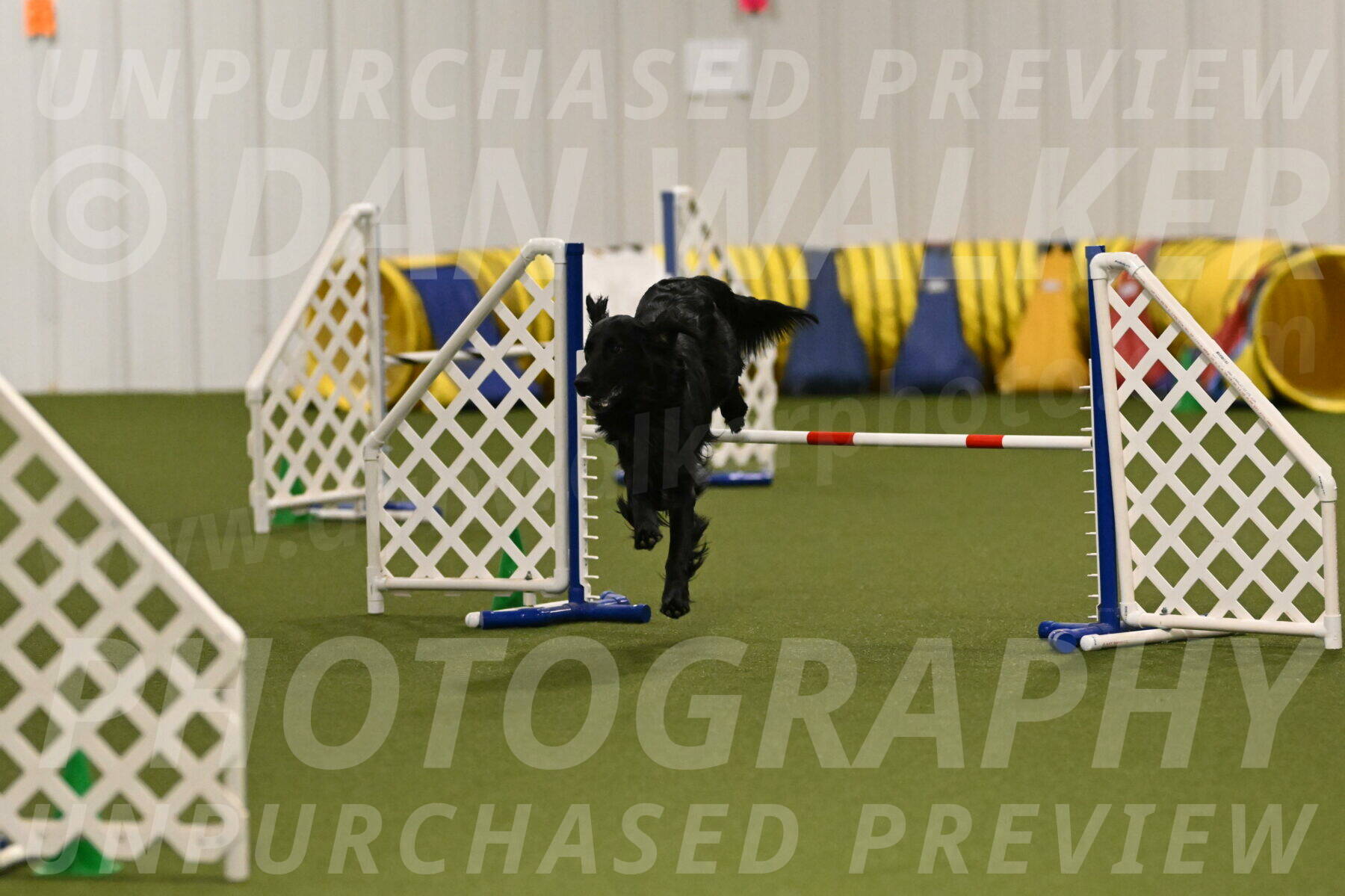 Kevin-Toni-Fern-10207