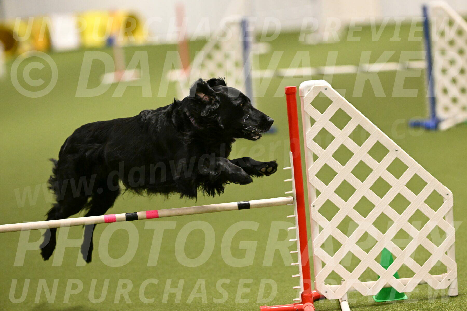 Kevin-Toni-Fern-10209