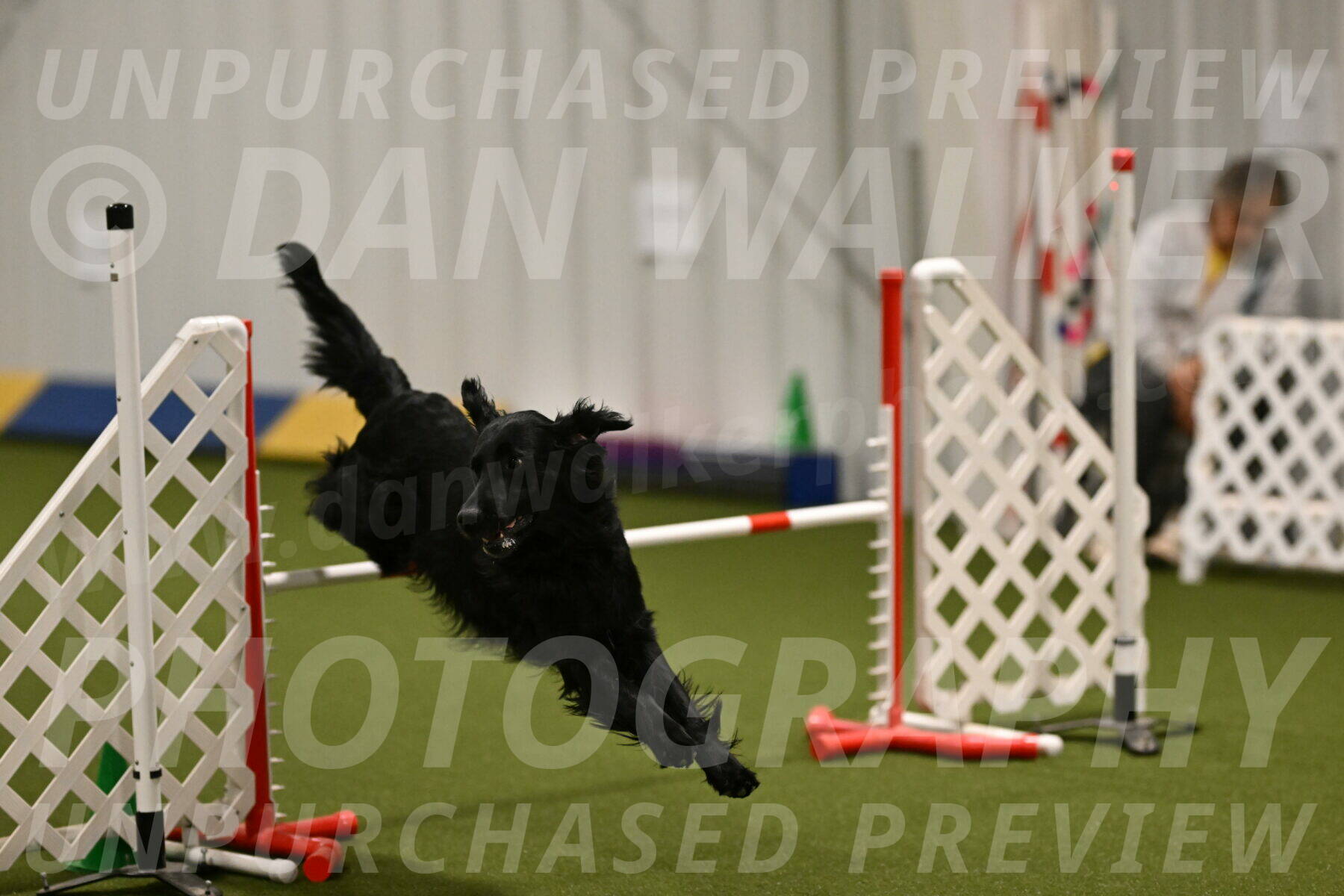 Kevin-Toni-Fern-10213