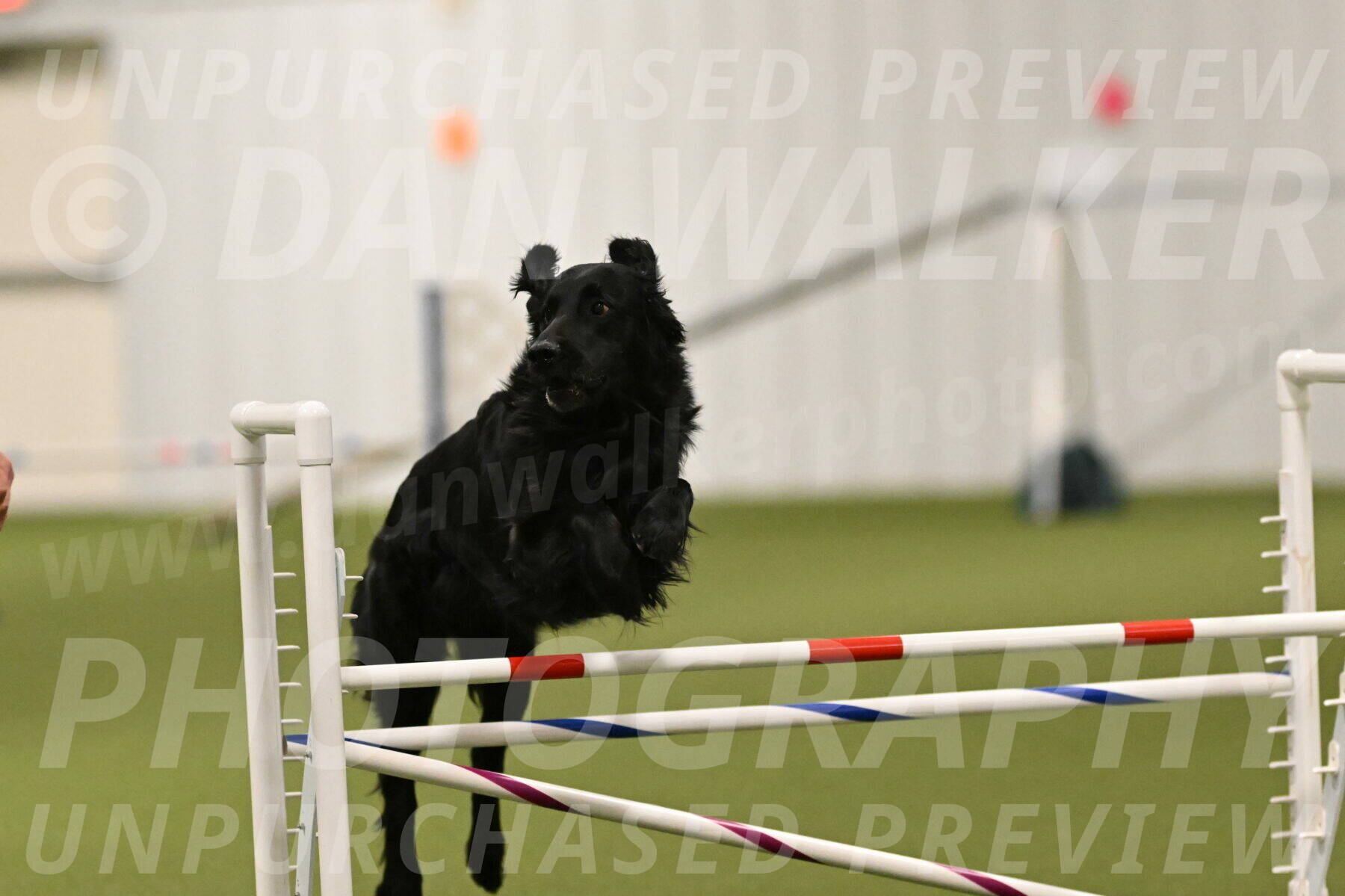 Kevin-Toni-Fern-10225