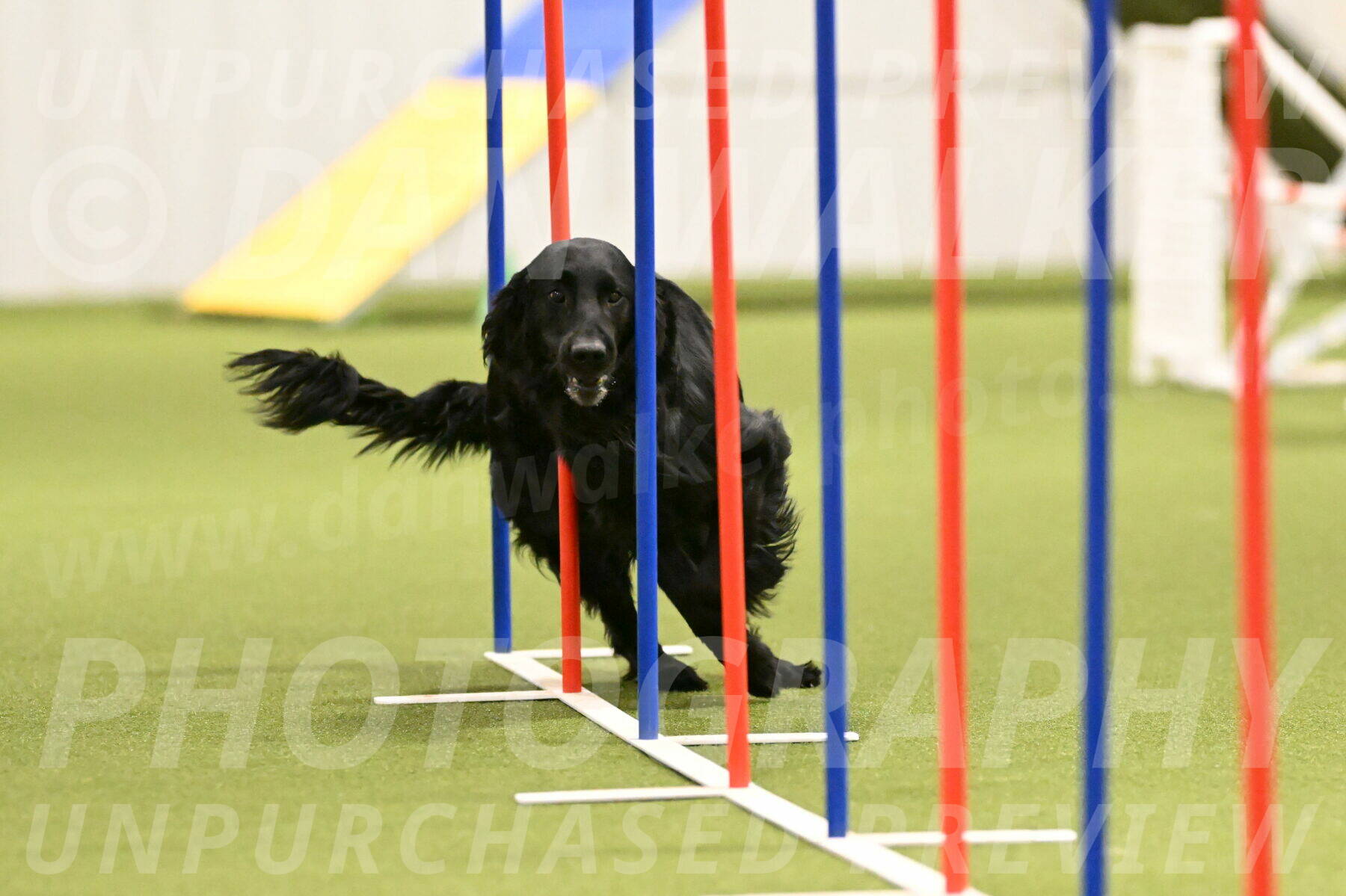 Kevin-Toni-Fern-10228