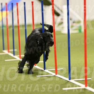 Kevin-Toni-Fern-10229