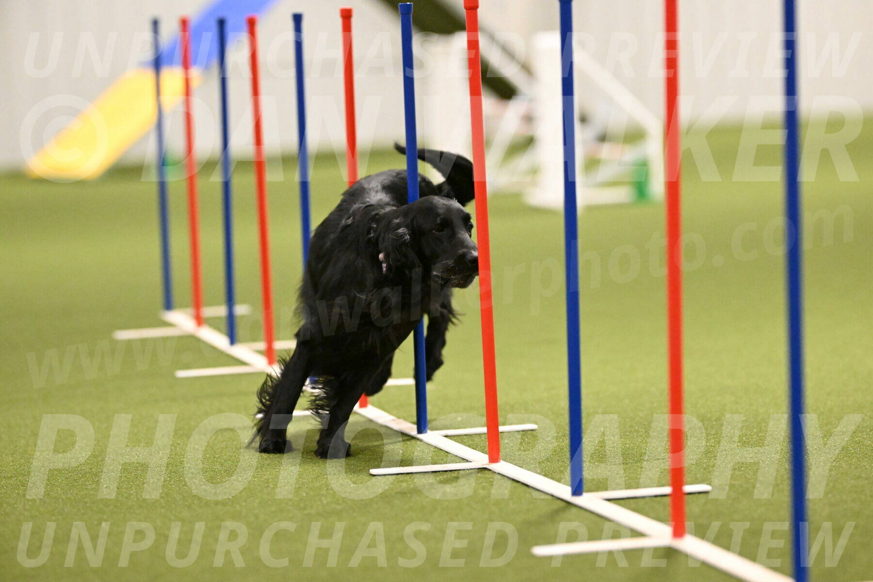 Kevin-Toni-Fern-10229