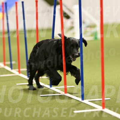 Kevin-Toni-Fern-10230