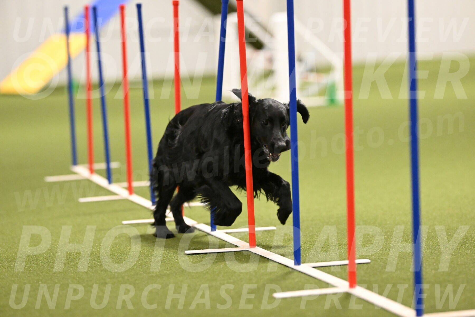 Kevin-Toni-Fern-10230