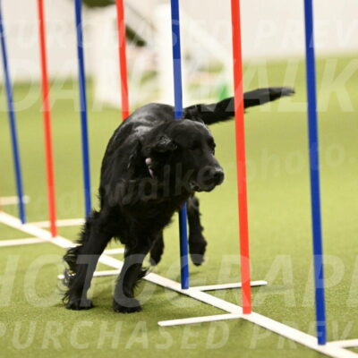 Kevin-Toni-Fern-10231