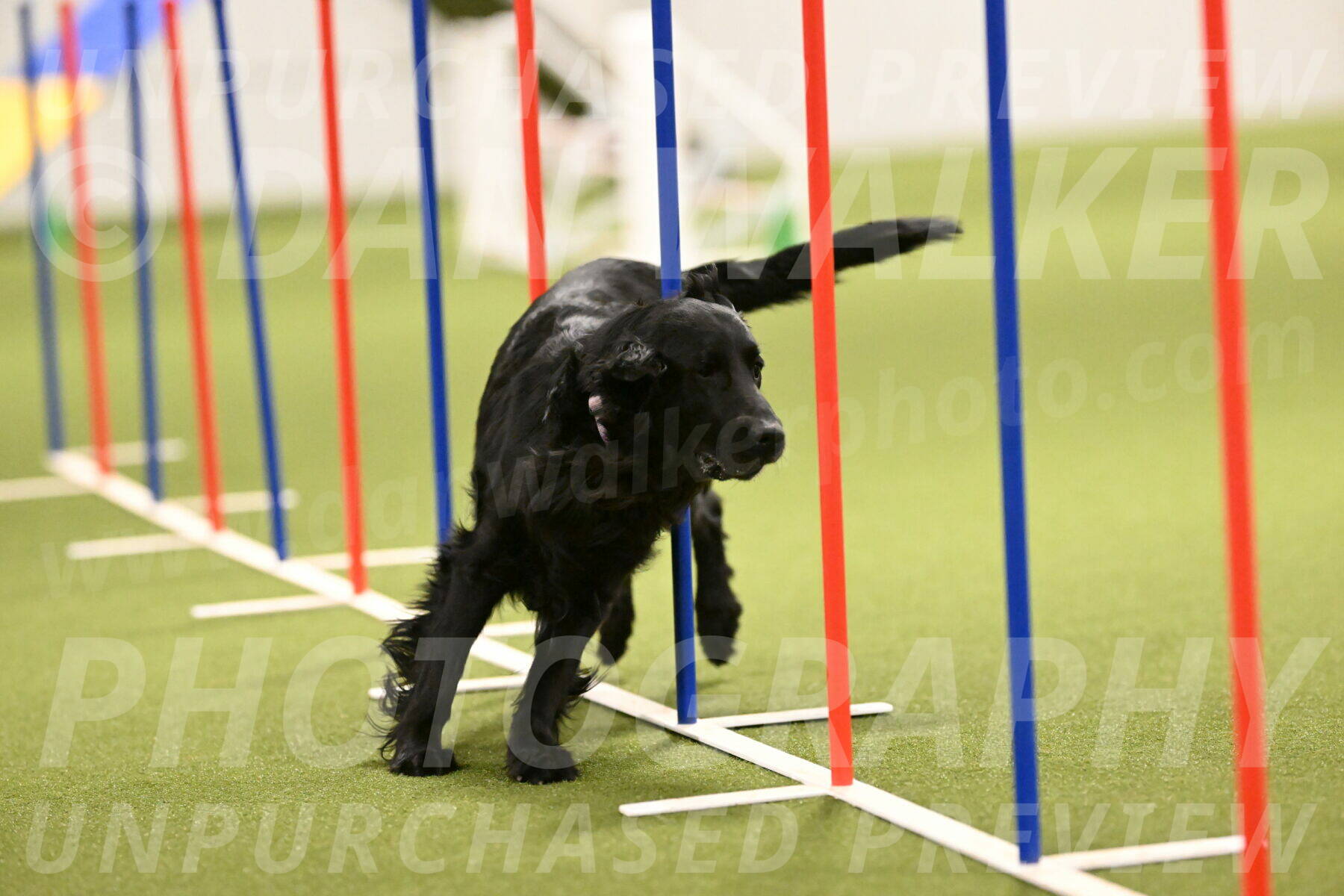 Kevin-Toni-Fern-10231