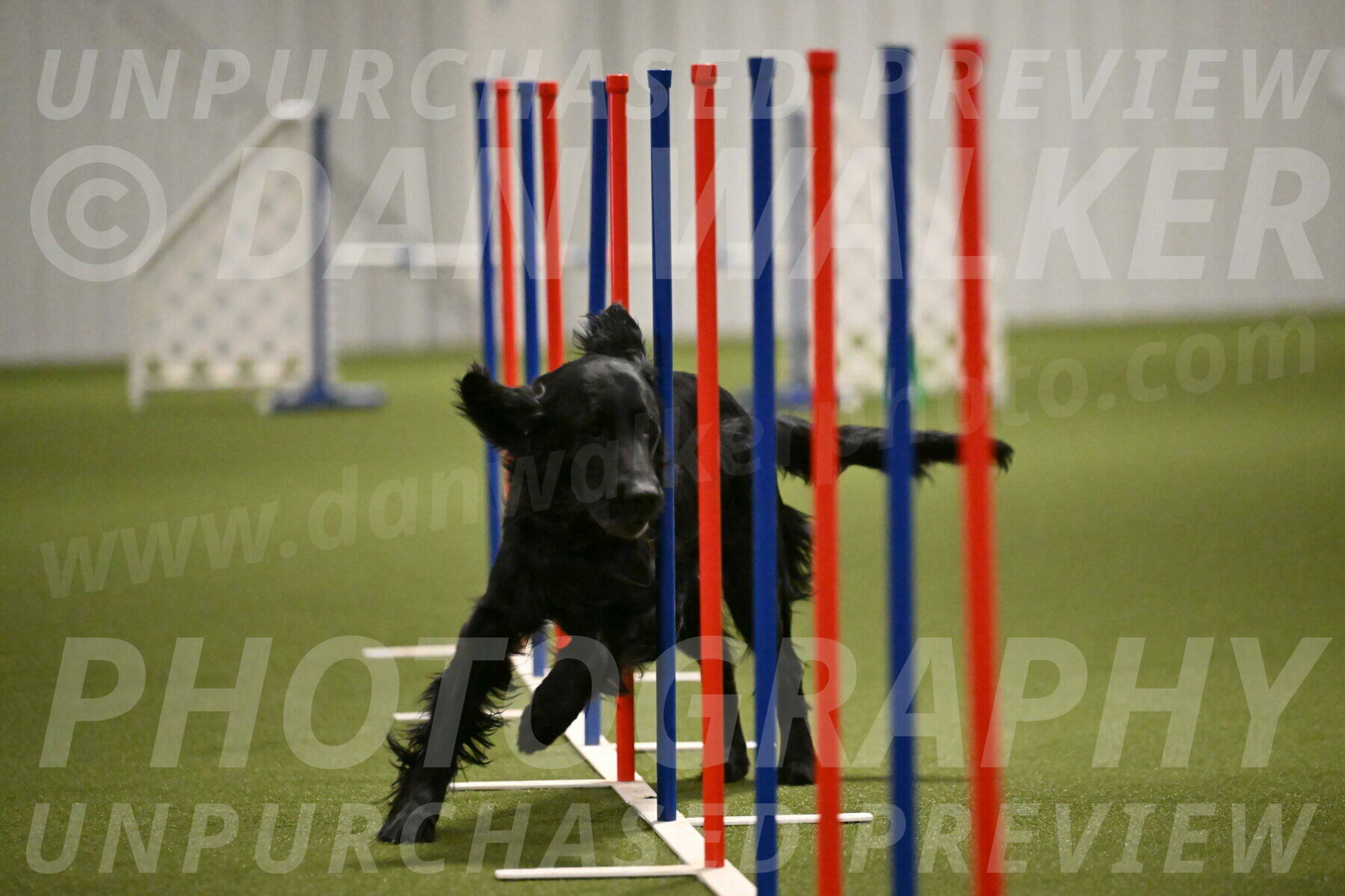 Kevin-Toni-Fern-10234