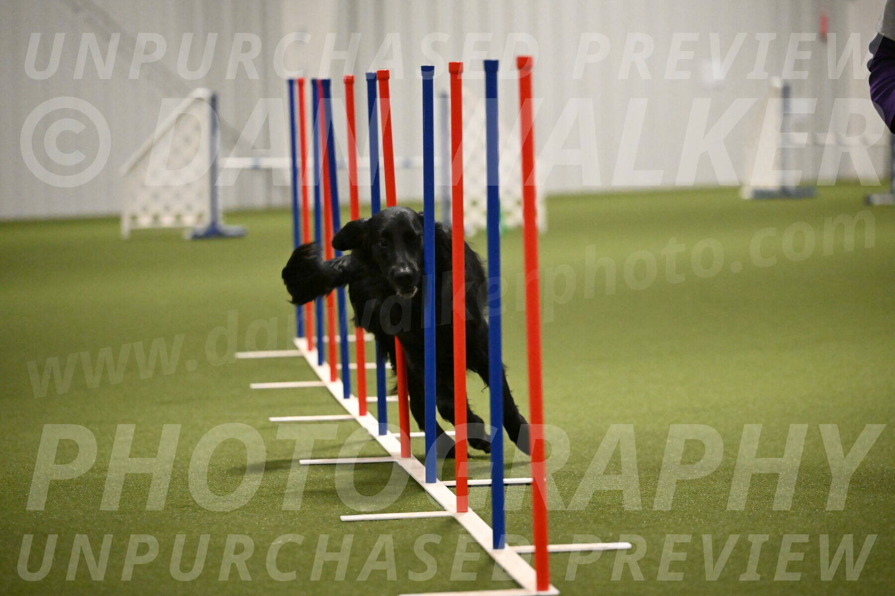 Kevin-Toni-Fern-10236